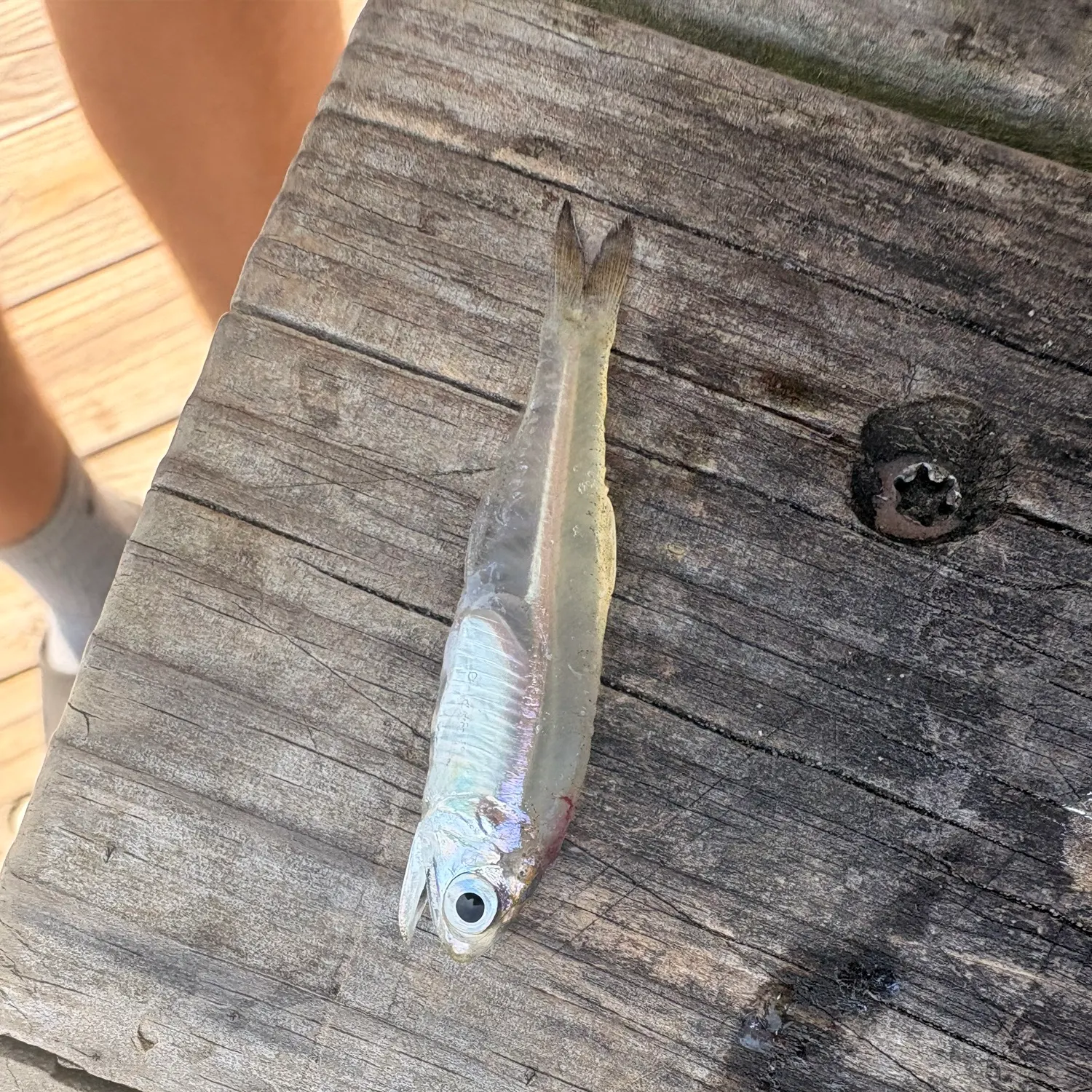 The most recent Niger barb catches on Fishbrain