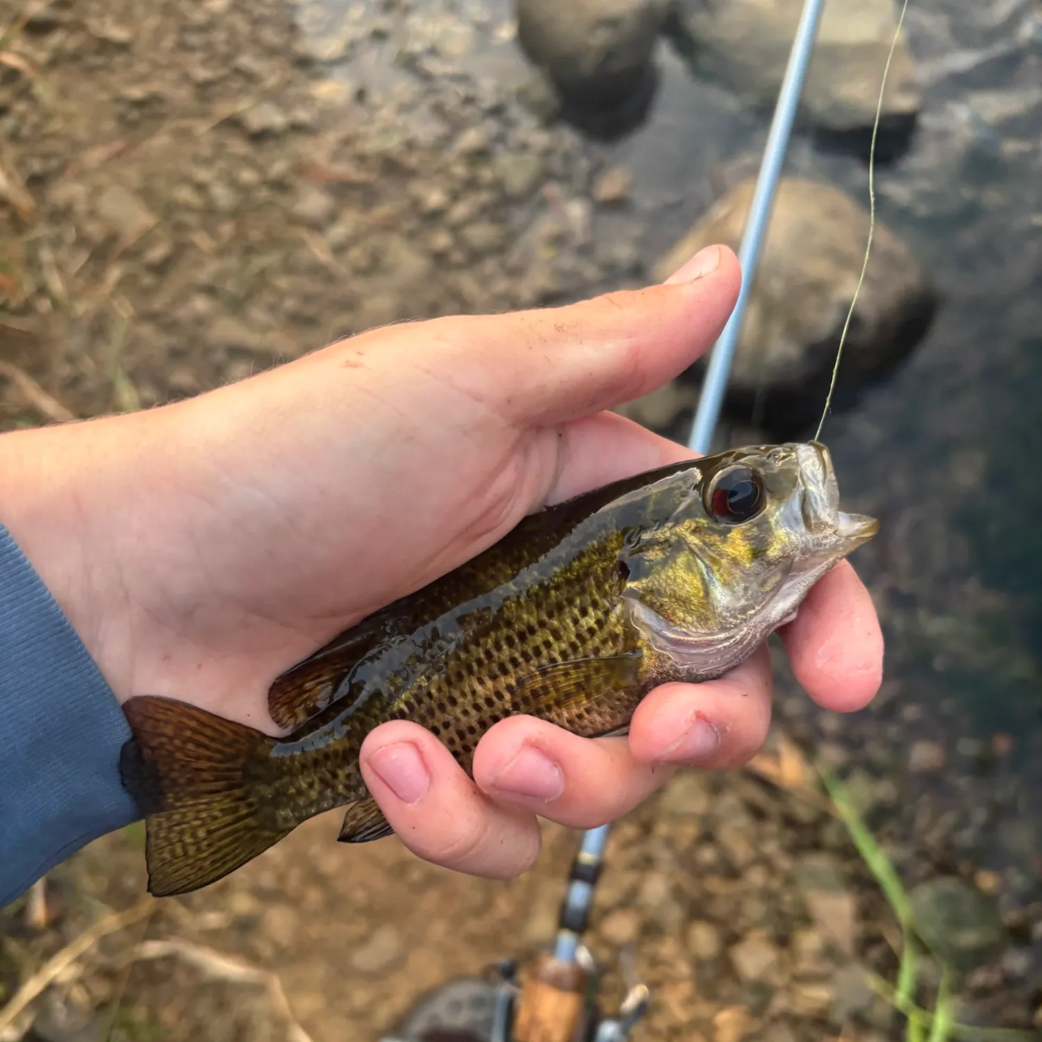 Rock bass caught on Fishbrain