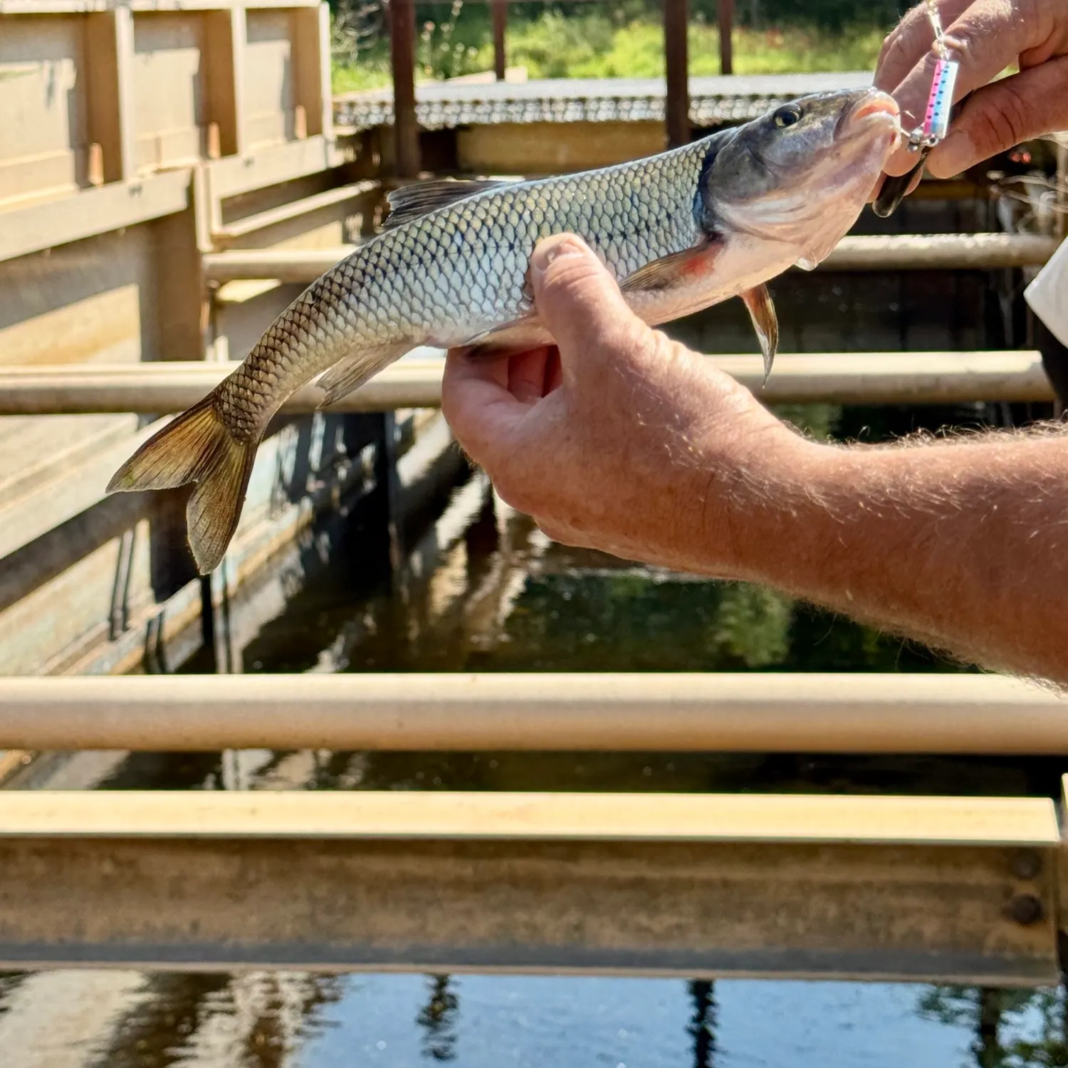Fallfish caught on Fishbrain