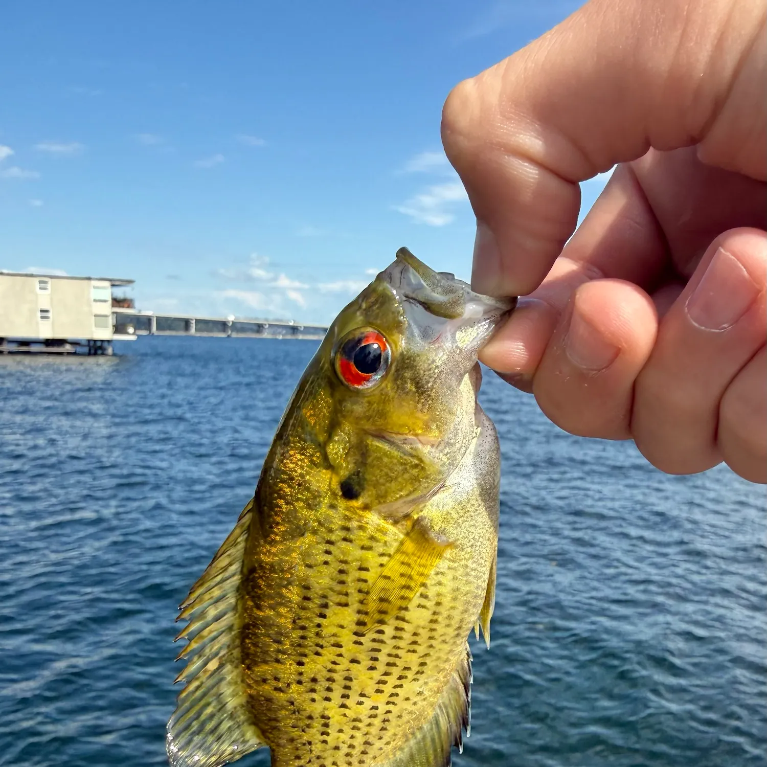 Rock bass caught on Fishbrain