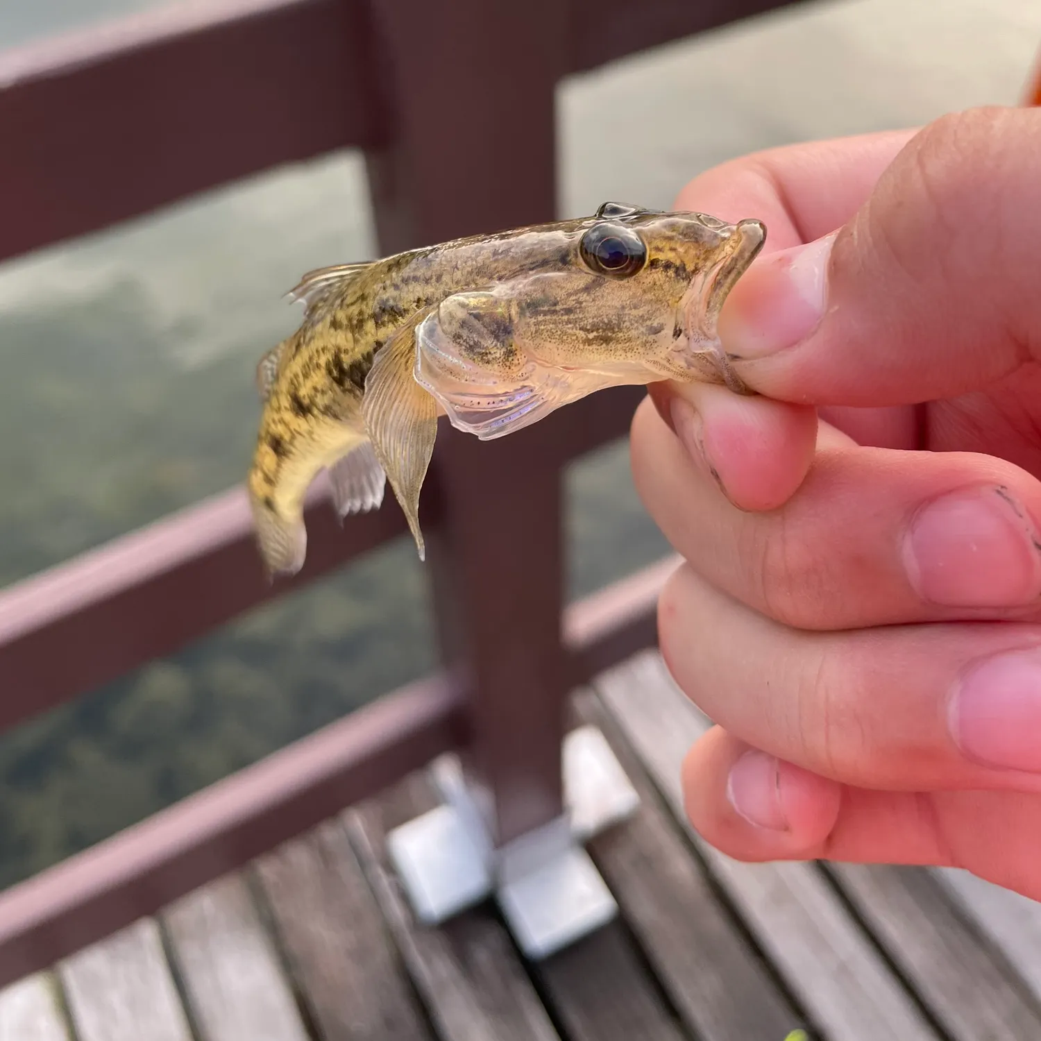 The most recent Marbled goby catches on Fishbrain