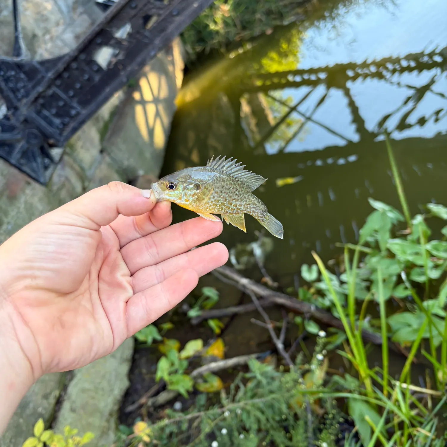 Greengill hybrid caught on Fishbrain