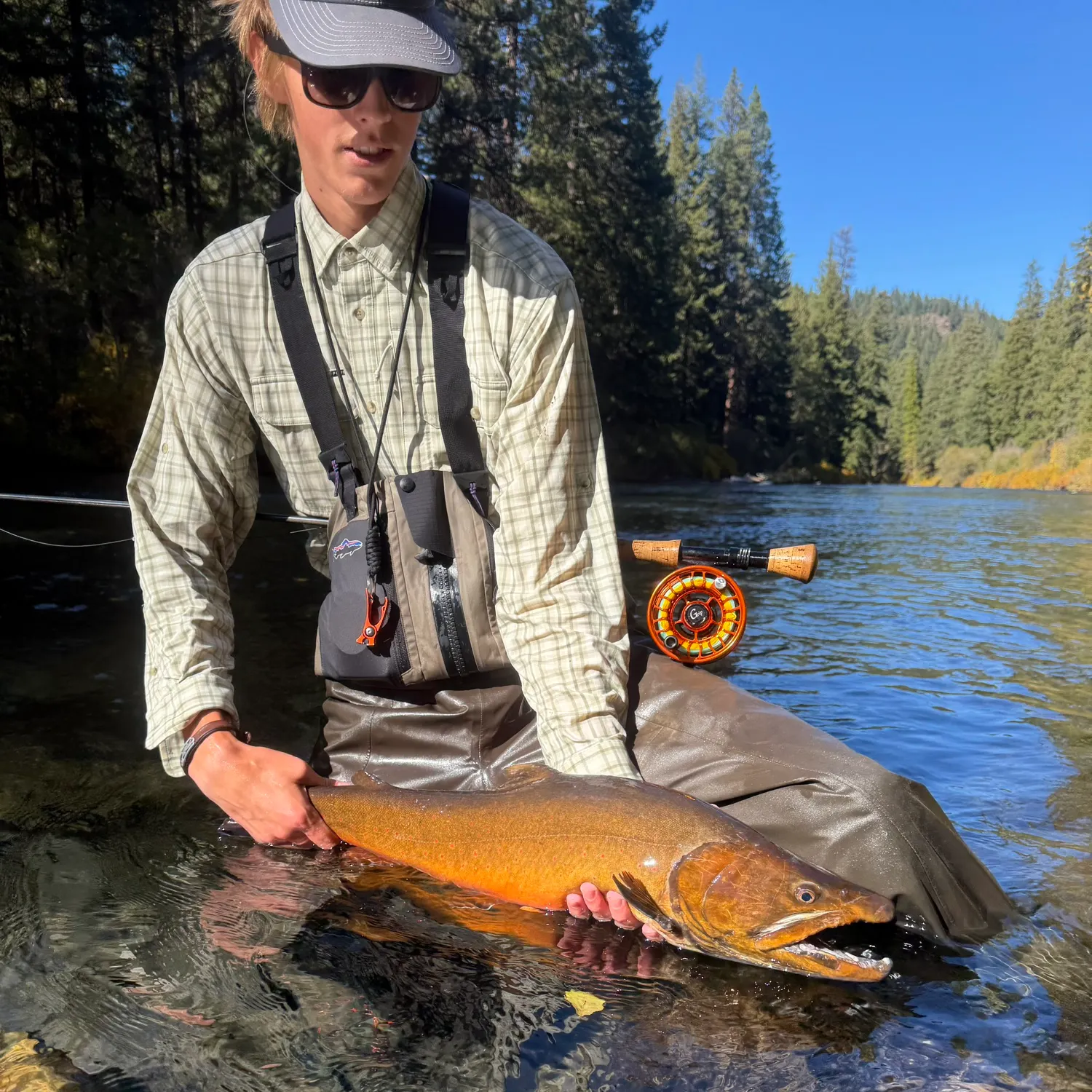 Bull trout caught on Fishbrain