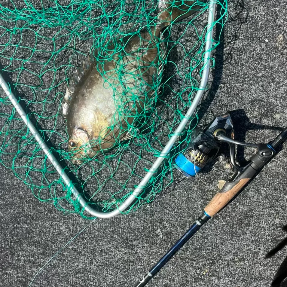 Mottled spinefoot caught on Fishbrain