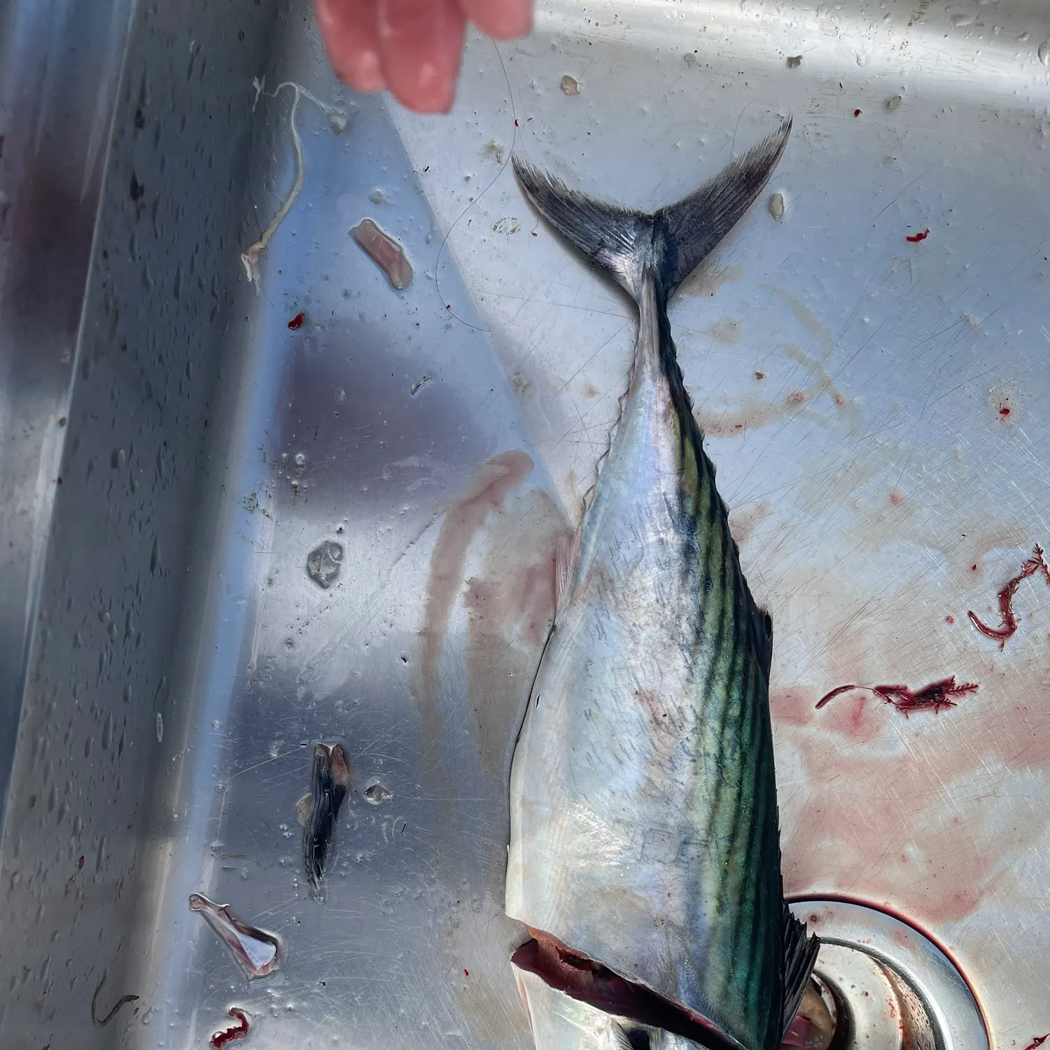 Pacific bonito caught on Fishbrain