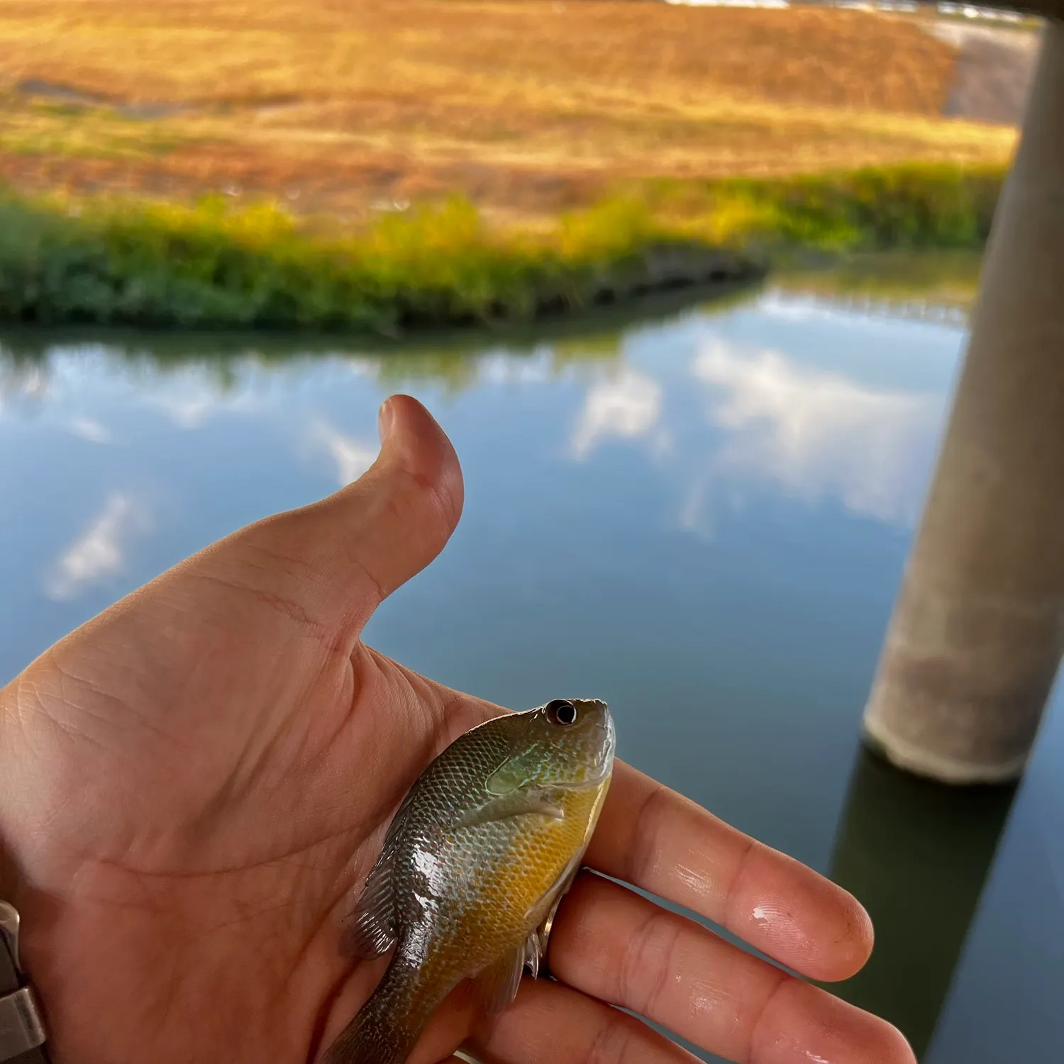 Bluegill caught on Fishbrain