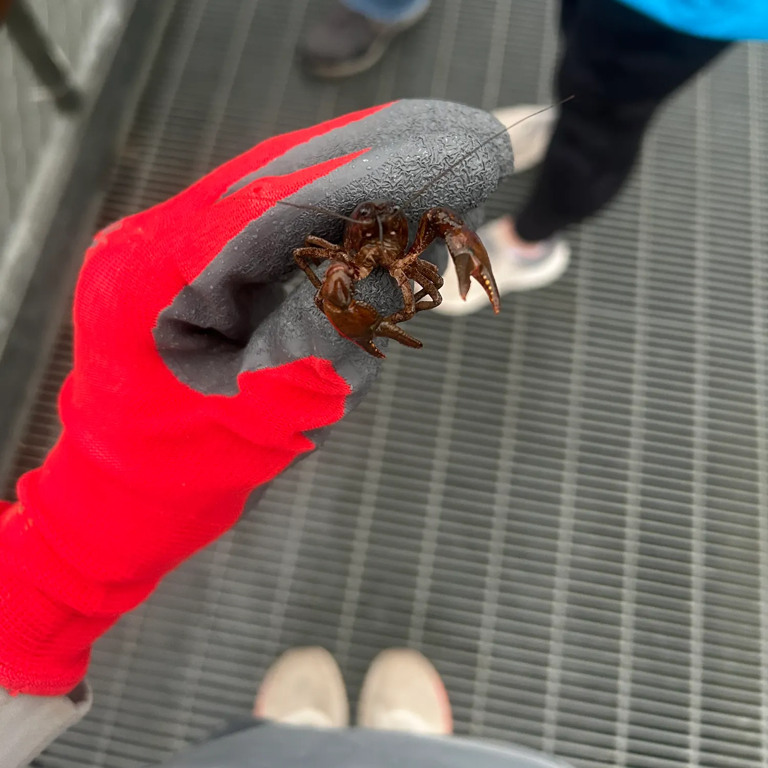 The most recent Red swamp crayfish catches on Fishbrain