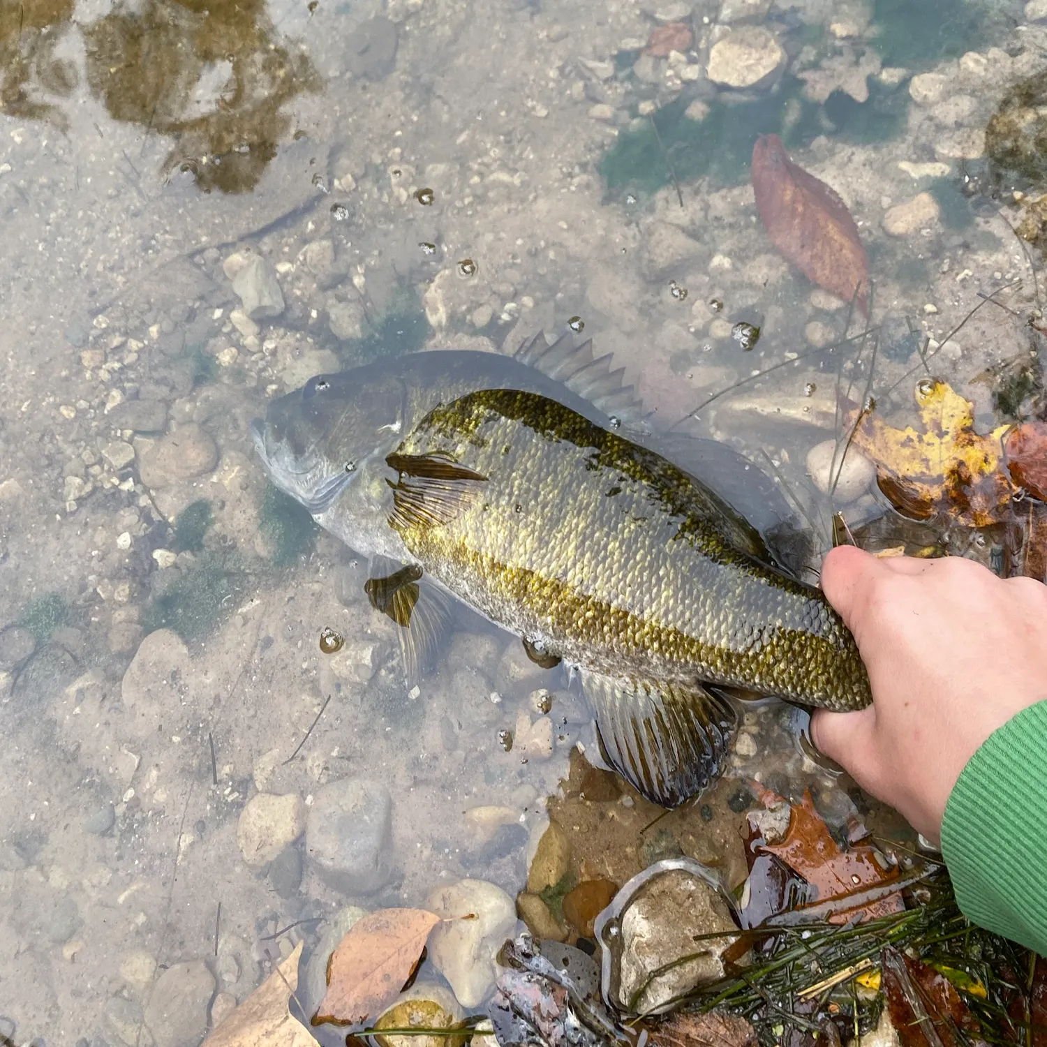 Smallmouth bass caught on Fishbrain