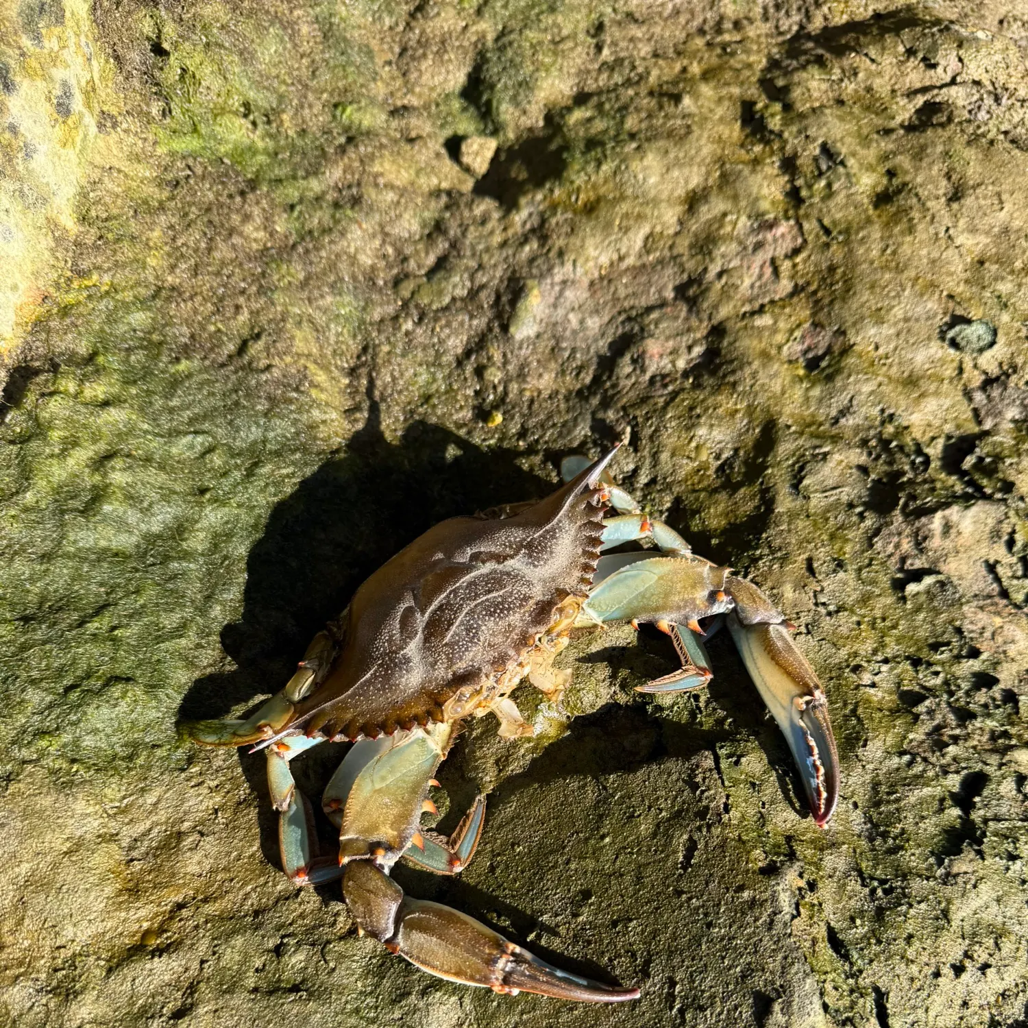 The most recent Blue crab catches on Fishbrain