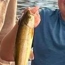 Rainbow trout caught on Fishbrain