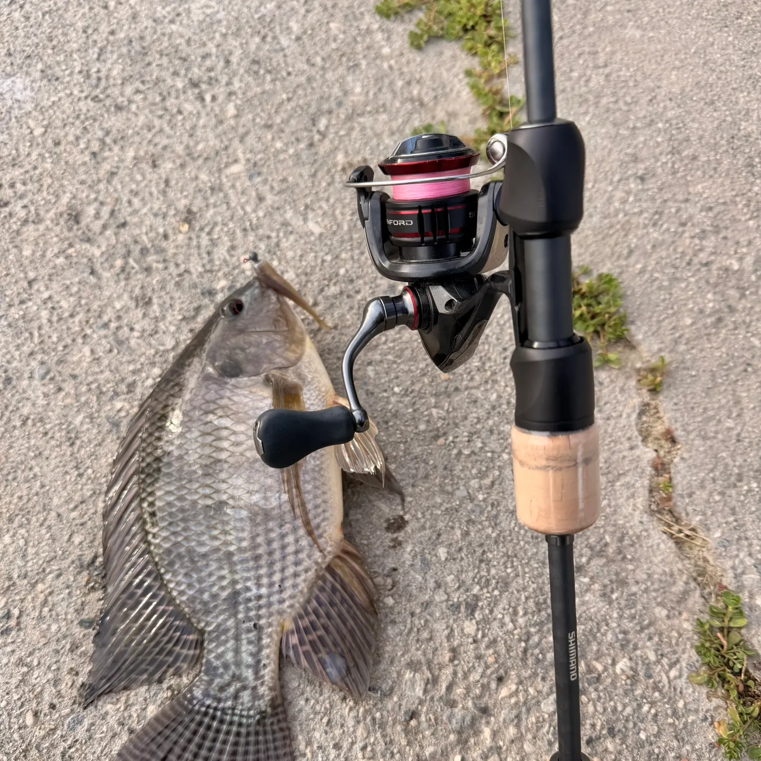 The most recent Longfin tilapia catches on Fishbrain
