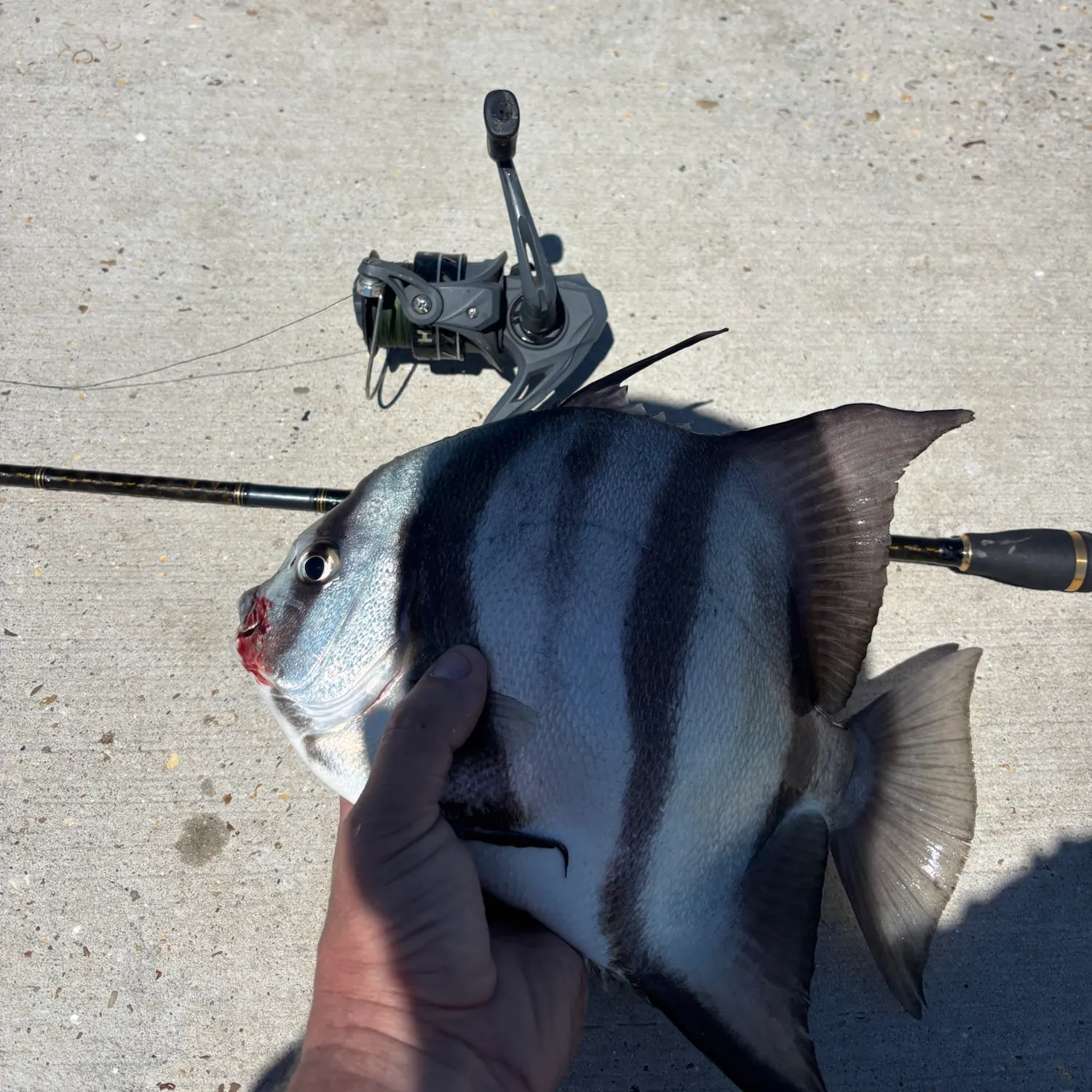 The most recent Atlantic spadefish catches on Fishbrain