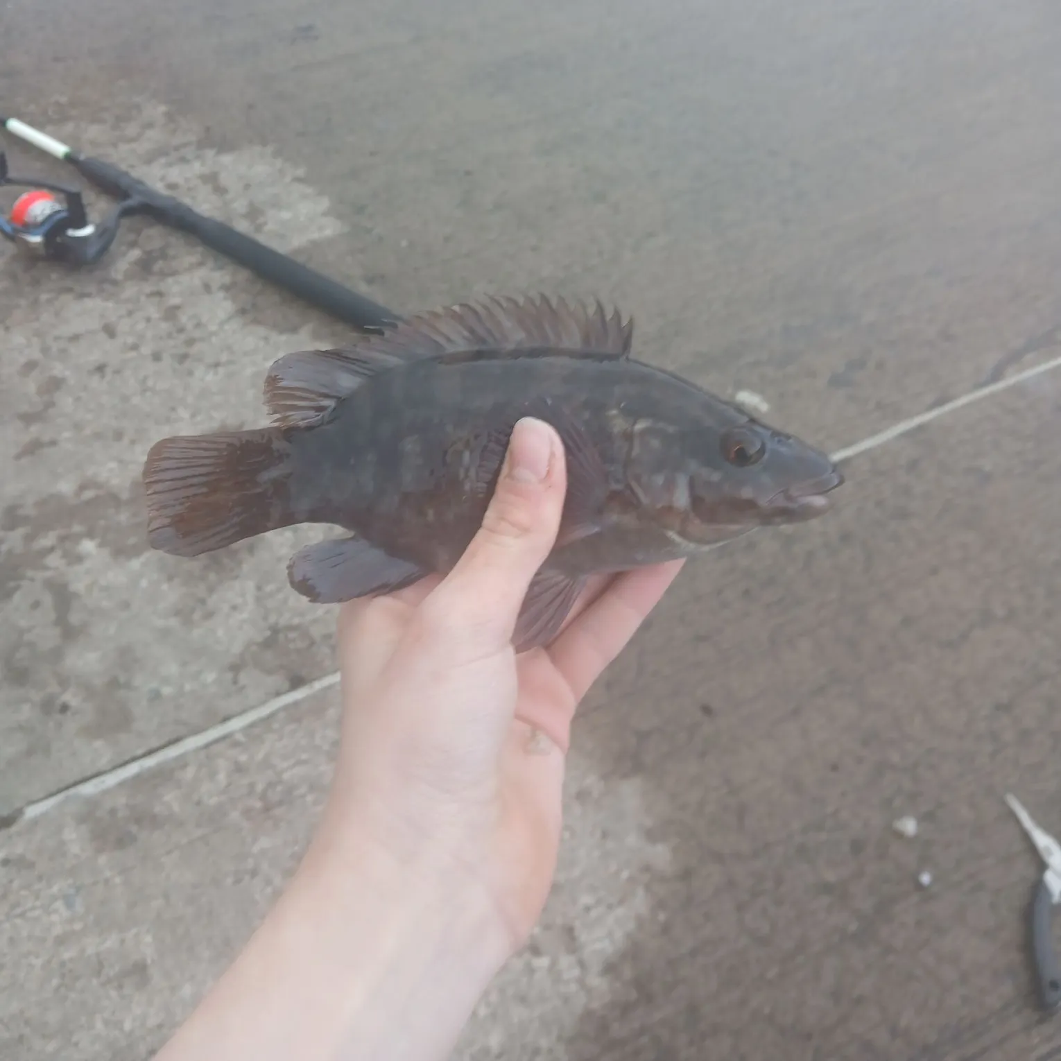 The most recent Ballan wrasse catches on Fishbrain