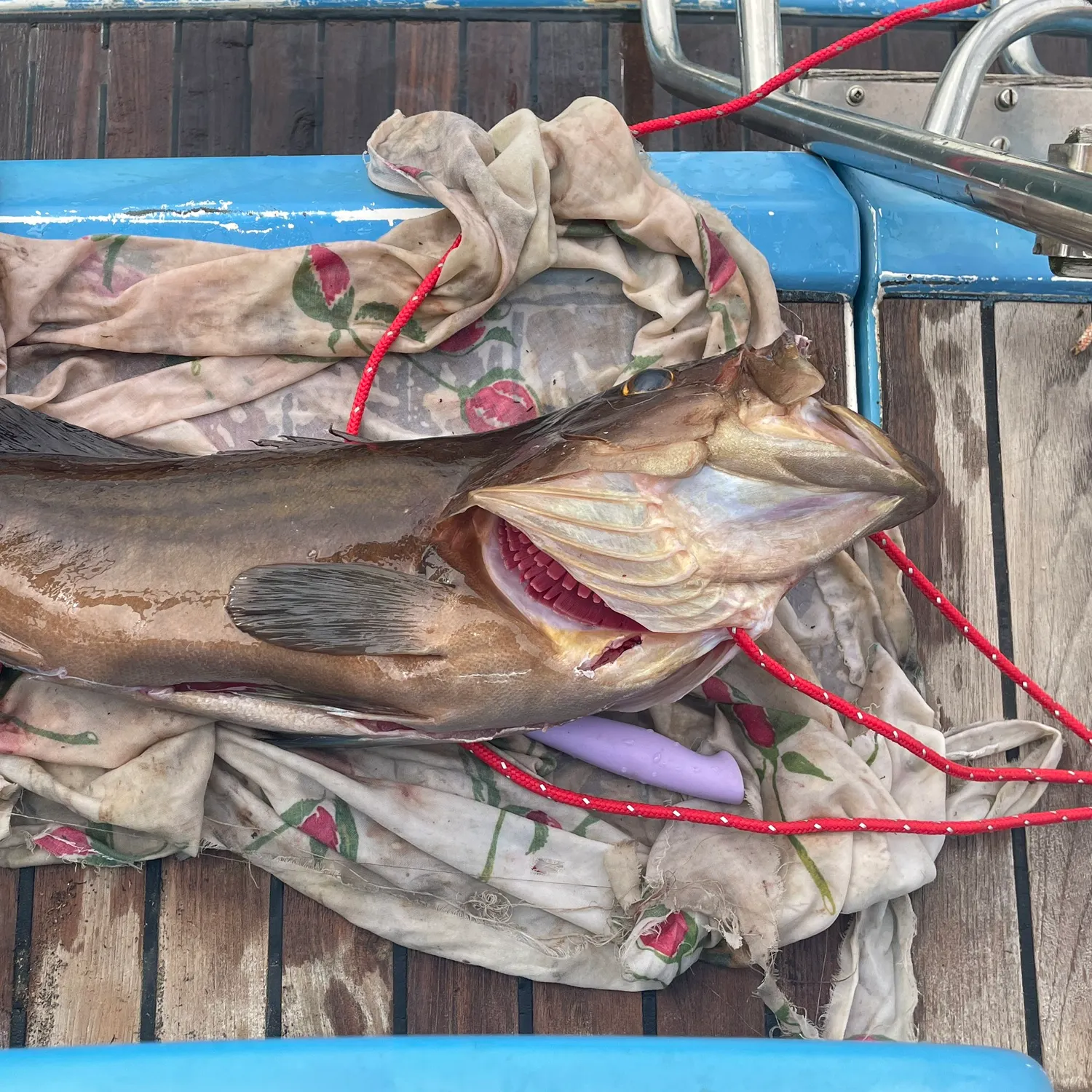 The most recent Goldblotched grouper catches on Fishbrain