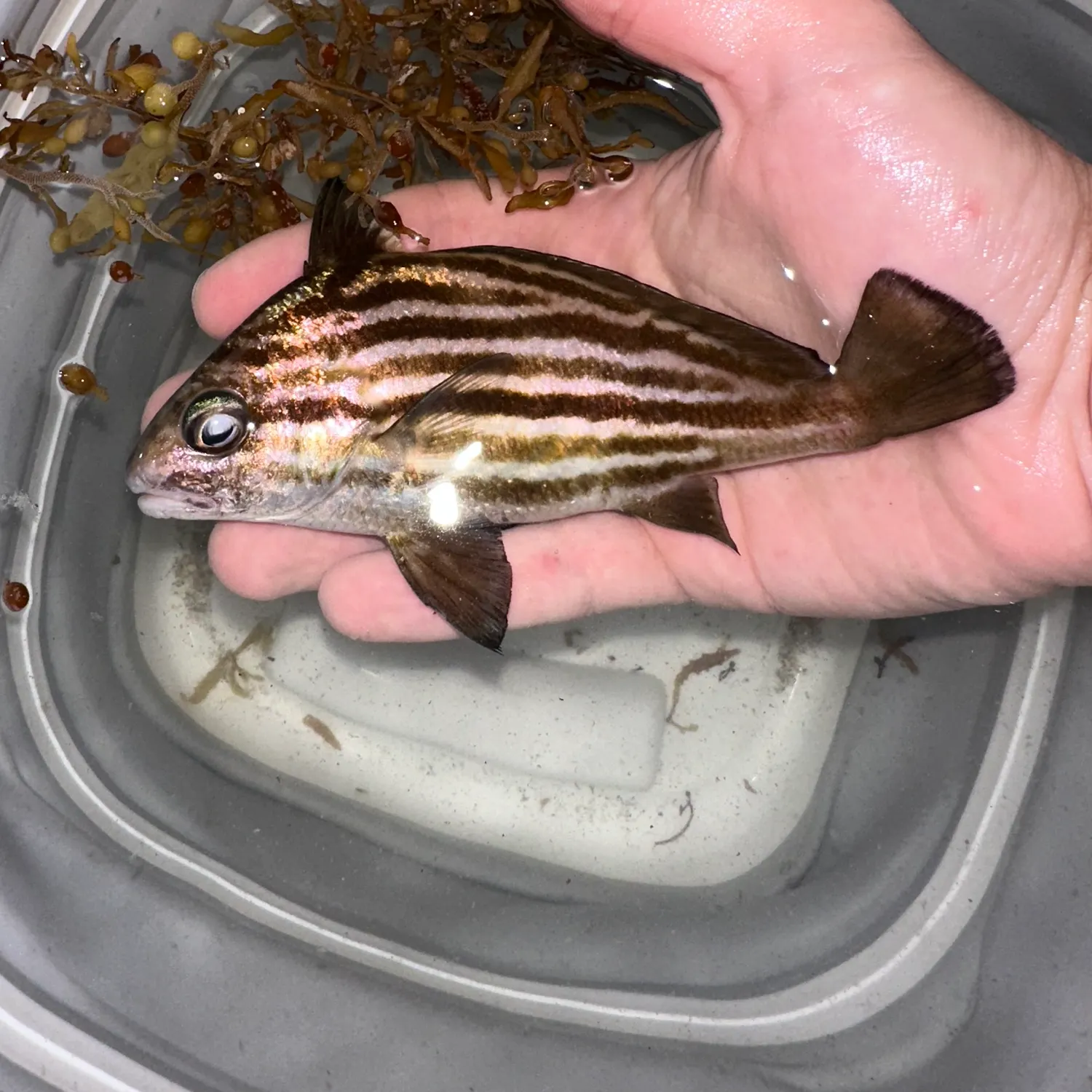 The most recent Highhat catches on Fishbrain