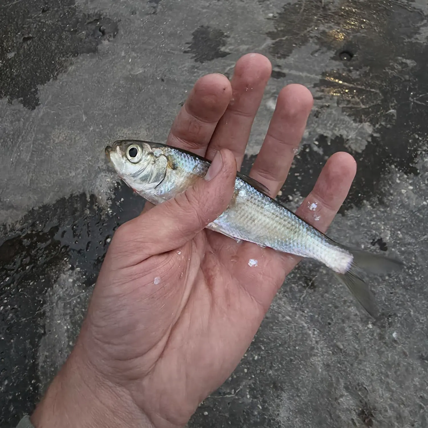 The most recent Alewife catches on Fishbrain