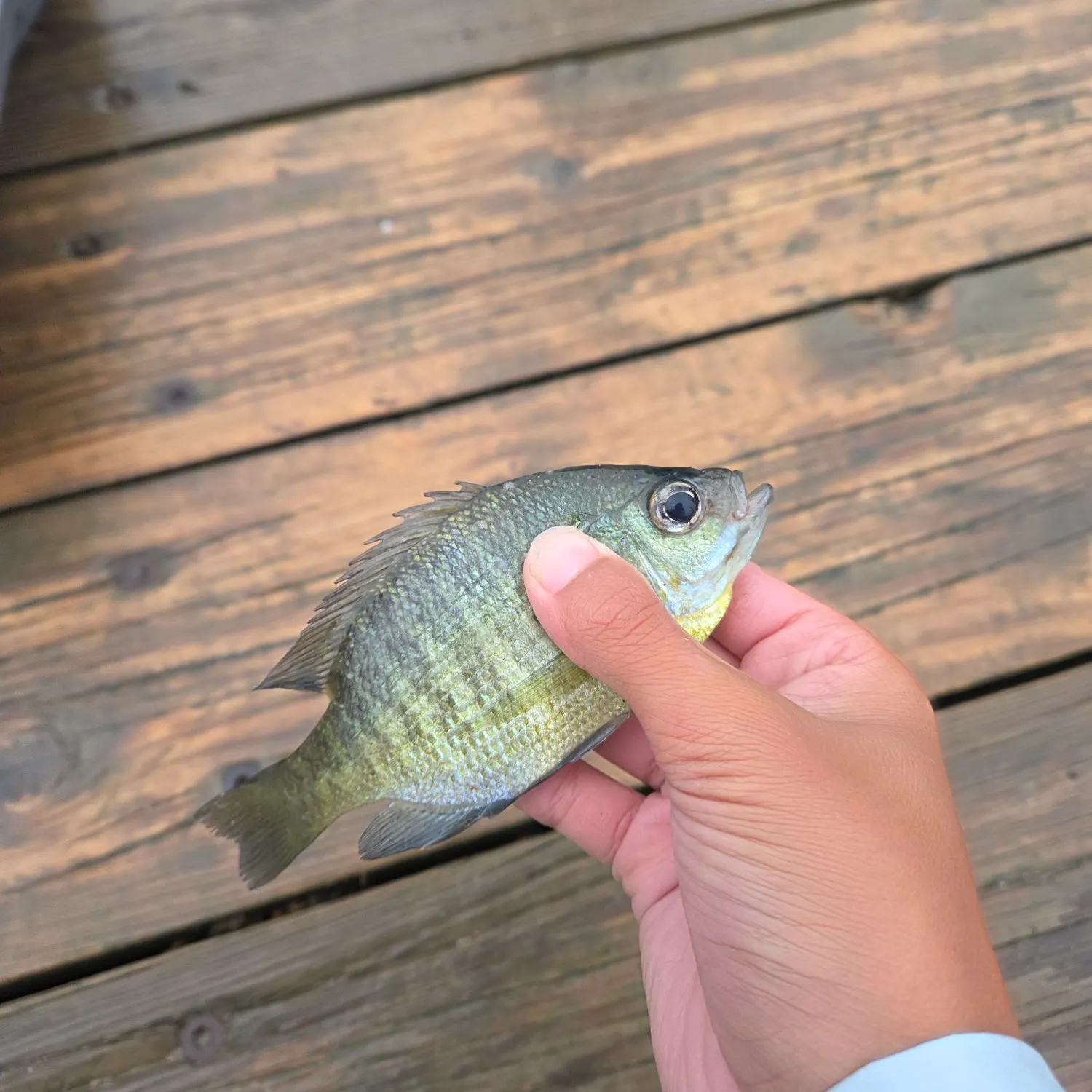 Bluegill caught on Fishbrain