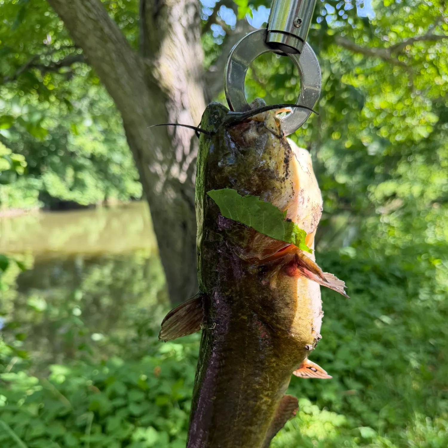 catch