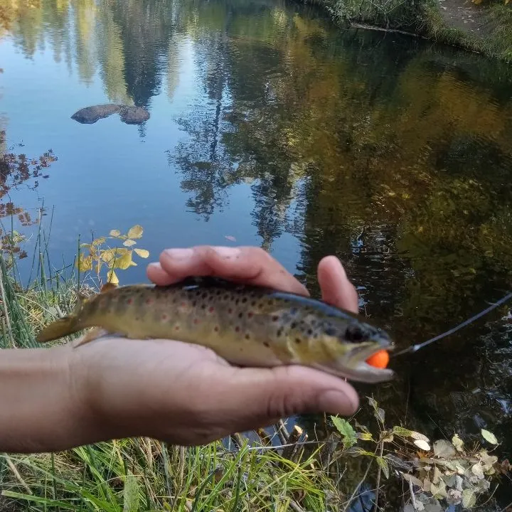 The most recent Lake trout catches on Fishbrain