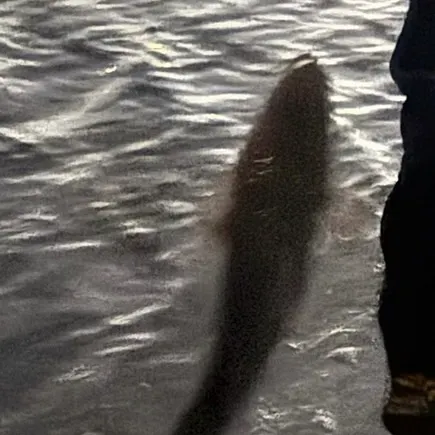 Dusky flathead caught on Fishbrain