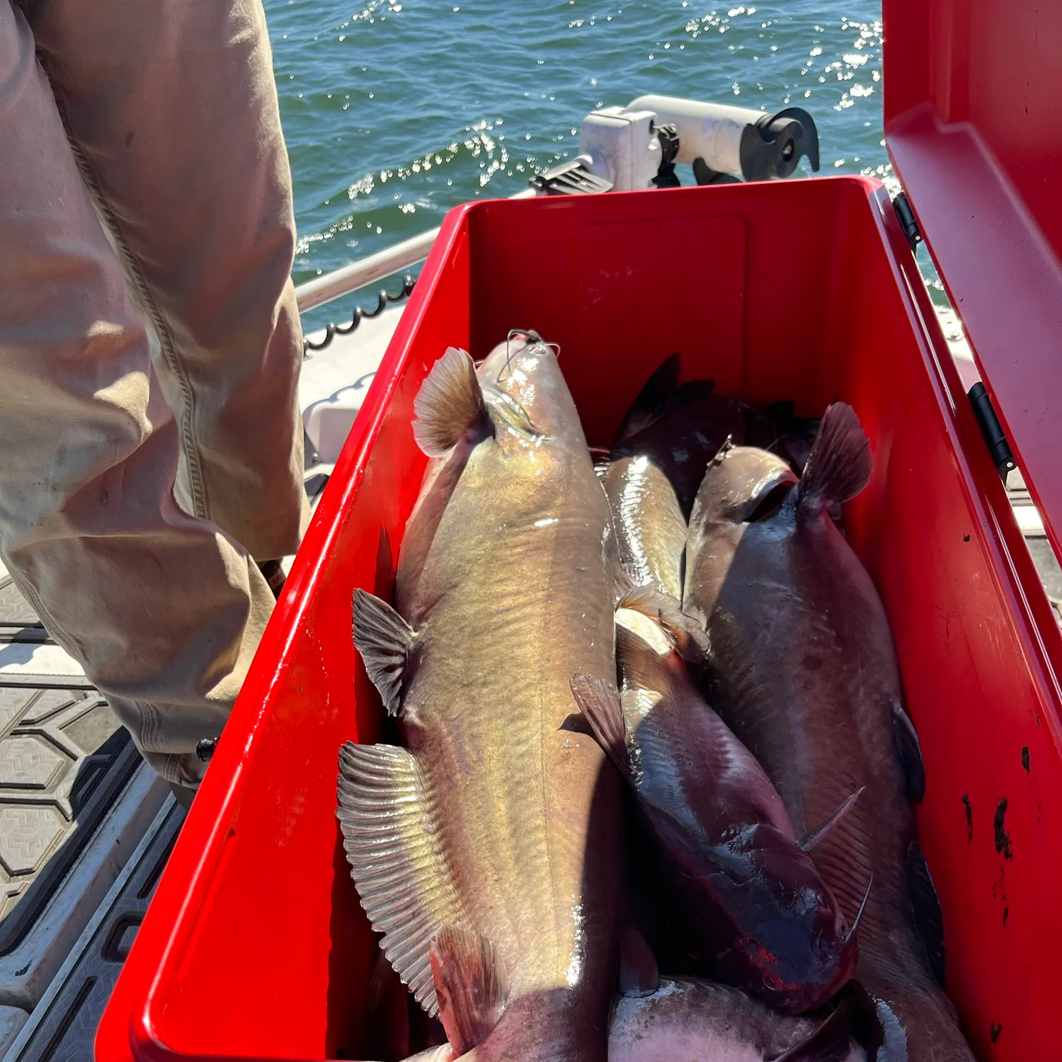 Blue catfish caught on Fishbrain