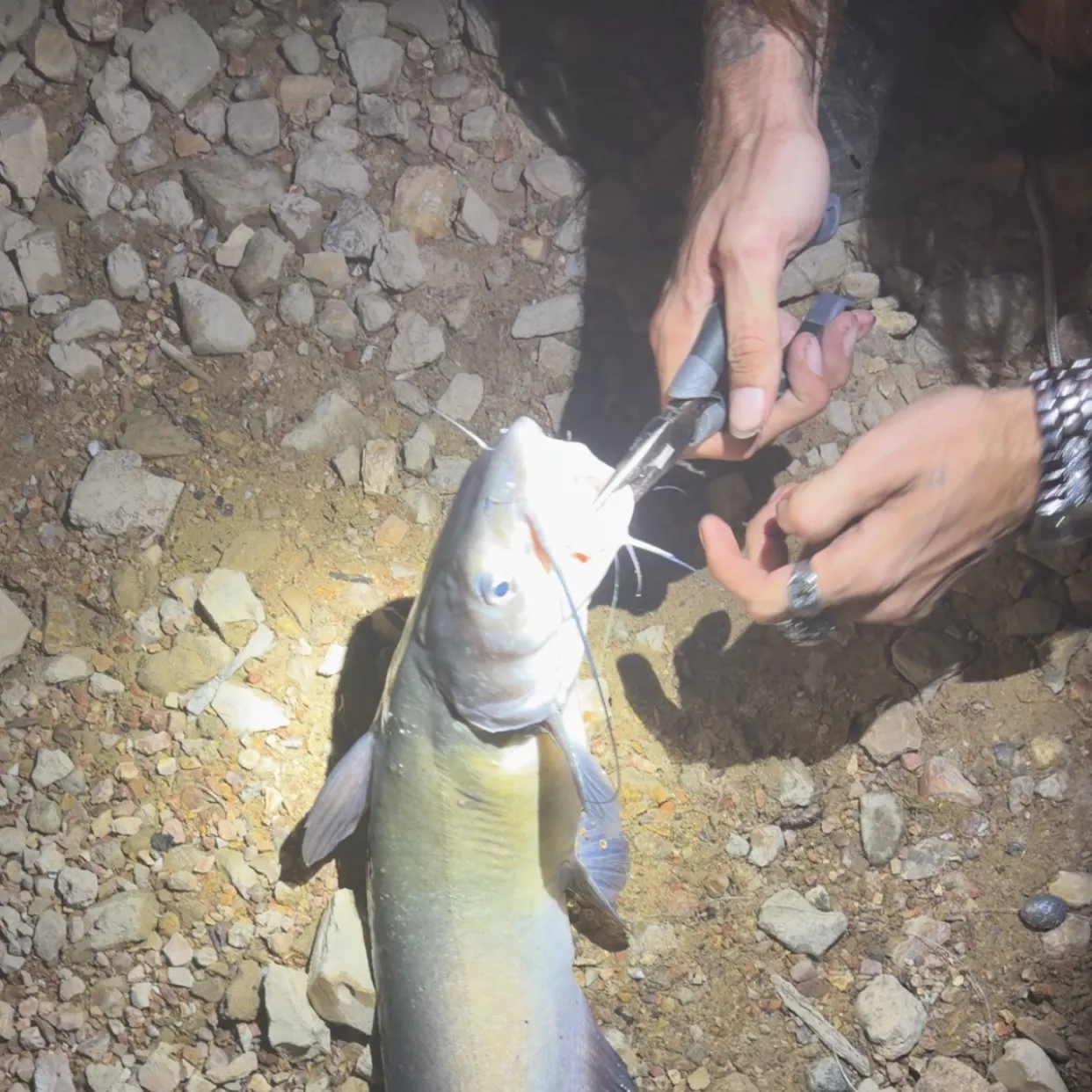 Blue catfish caught on Fishbrain