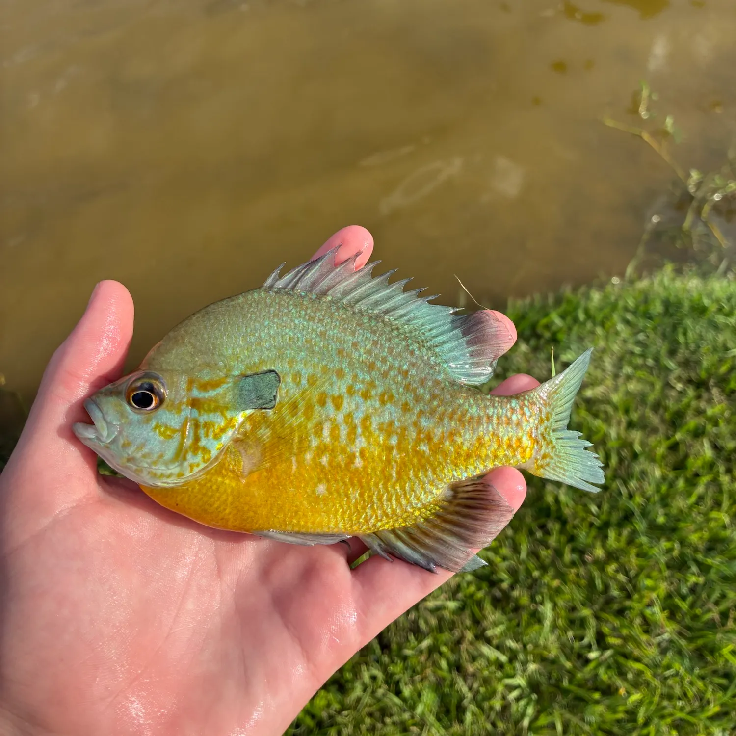 Plains longear sunfish caught on Fishbrain