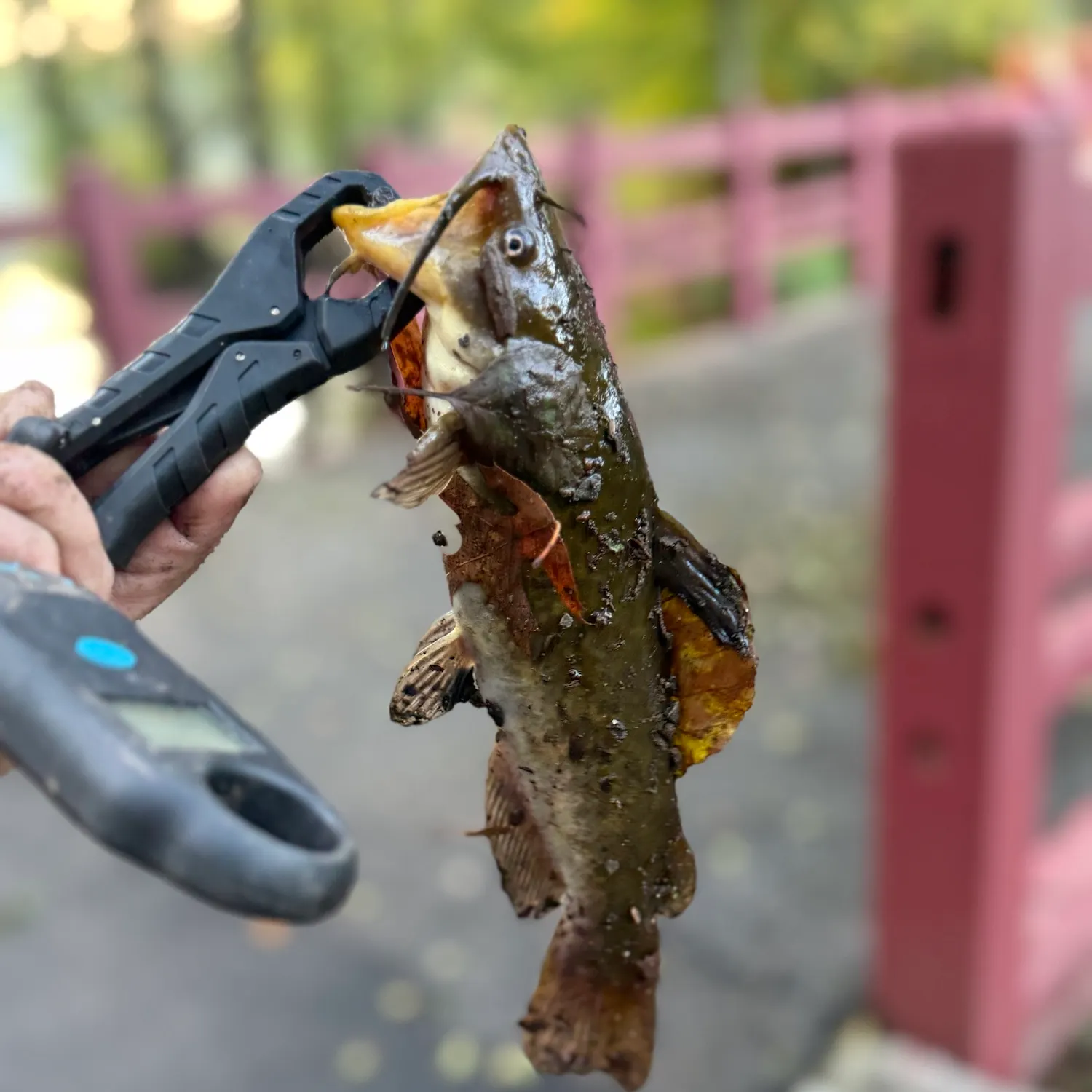Yellow bullhead caught on Fishbrain