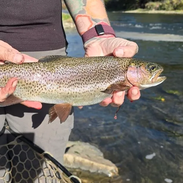 Cutbow caught on Fishbrain
