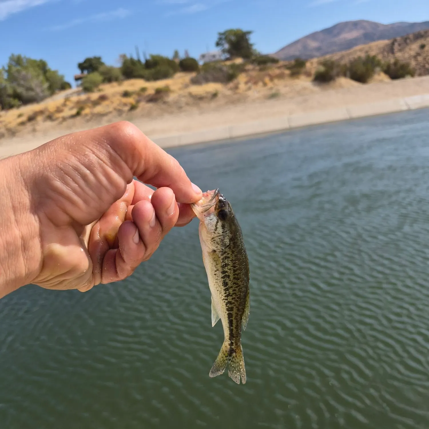 Spotted bass caught on Fishbrain