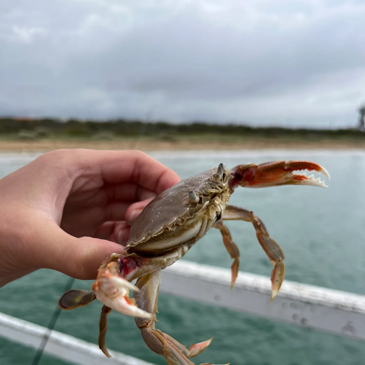 The most recent Threespot swimming crab catches on Fishbrain