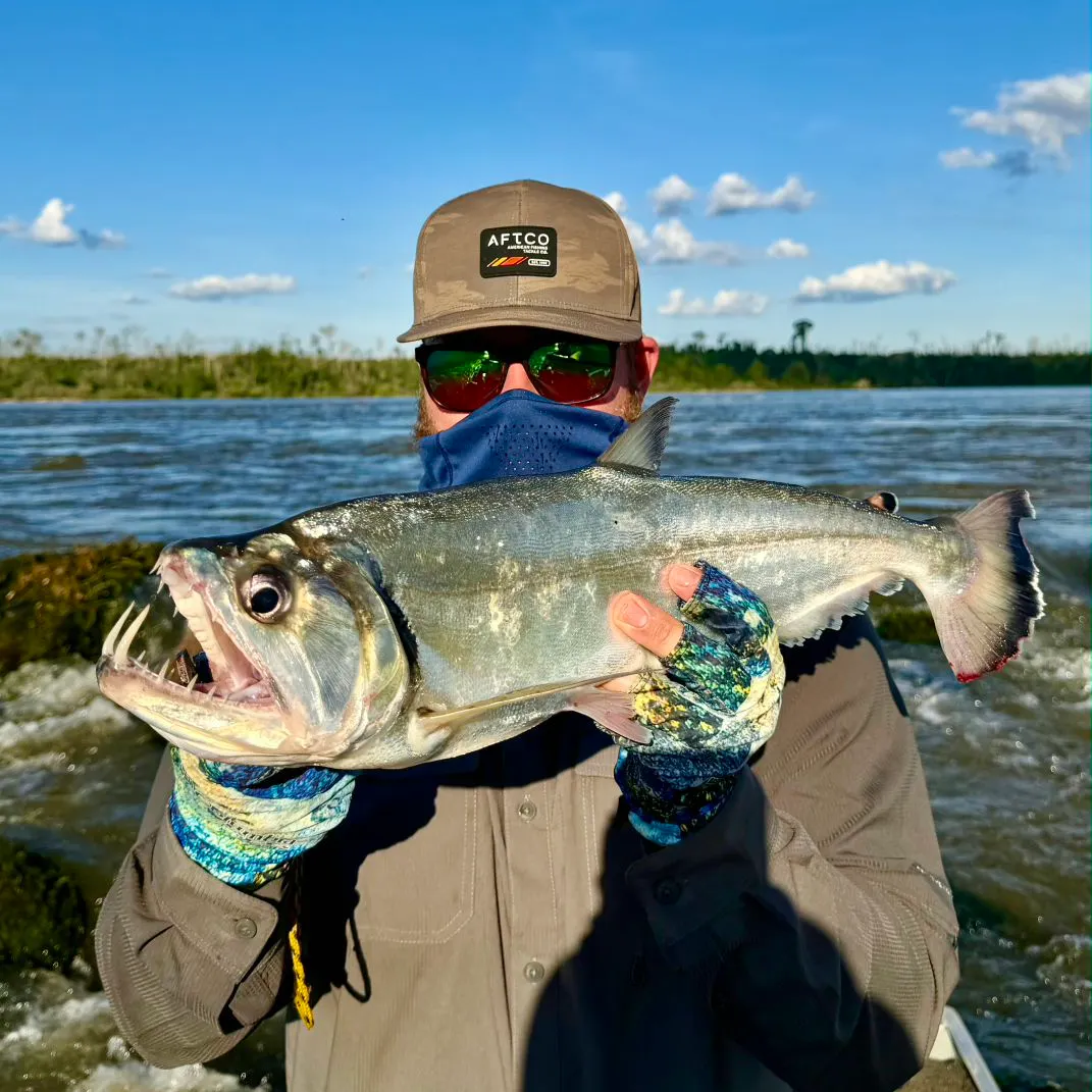 The most recent Vampire fish catches on Fishbrain
