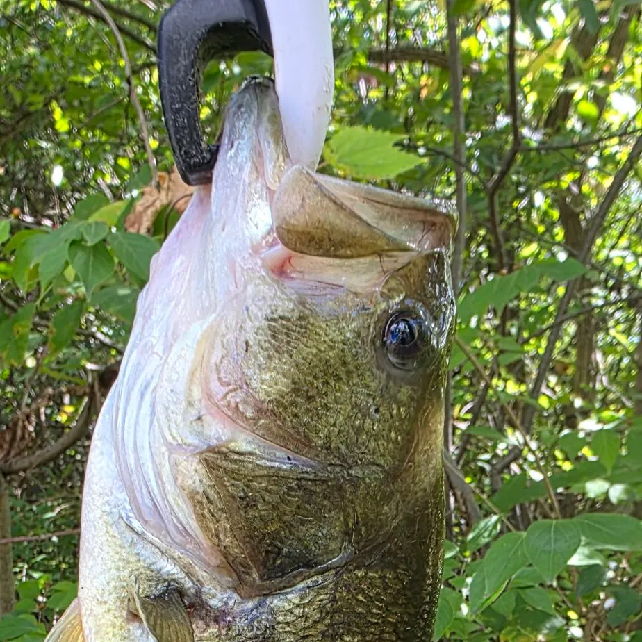 Largemouth bass caught on Fishbrain