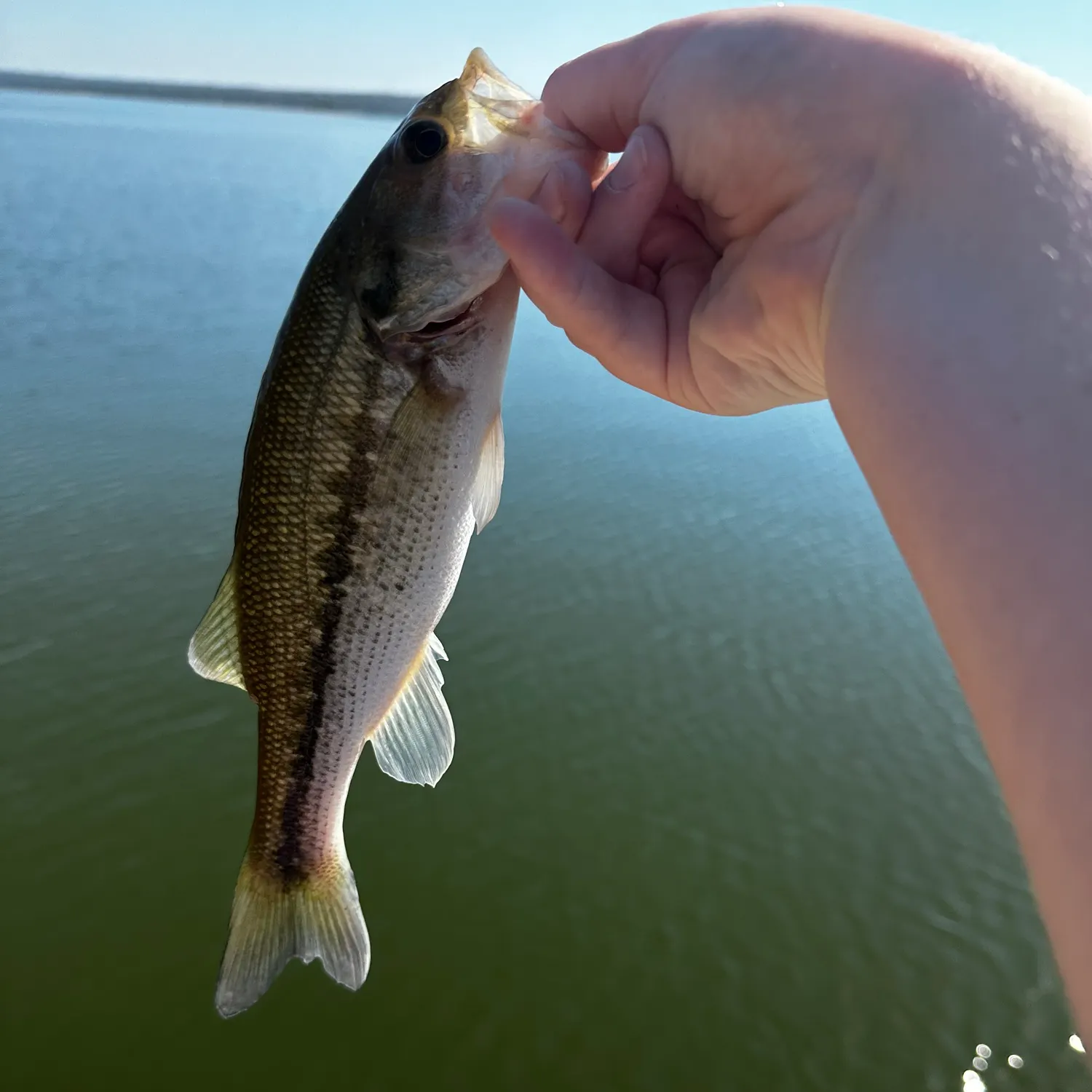 Spotted bass caught on Fishbrain