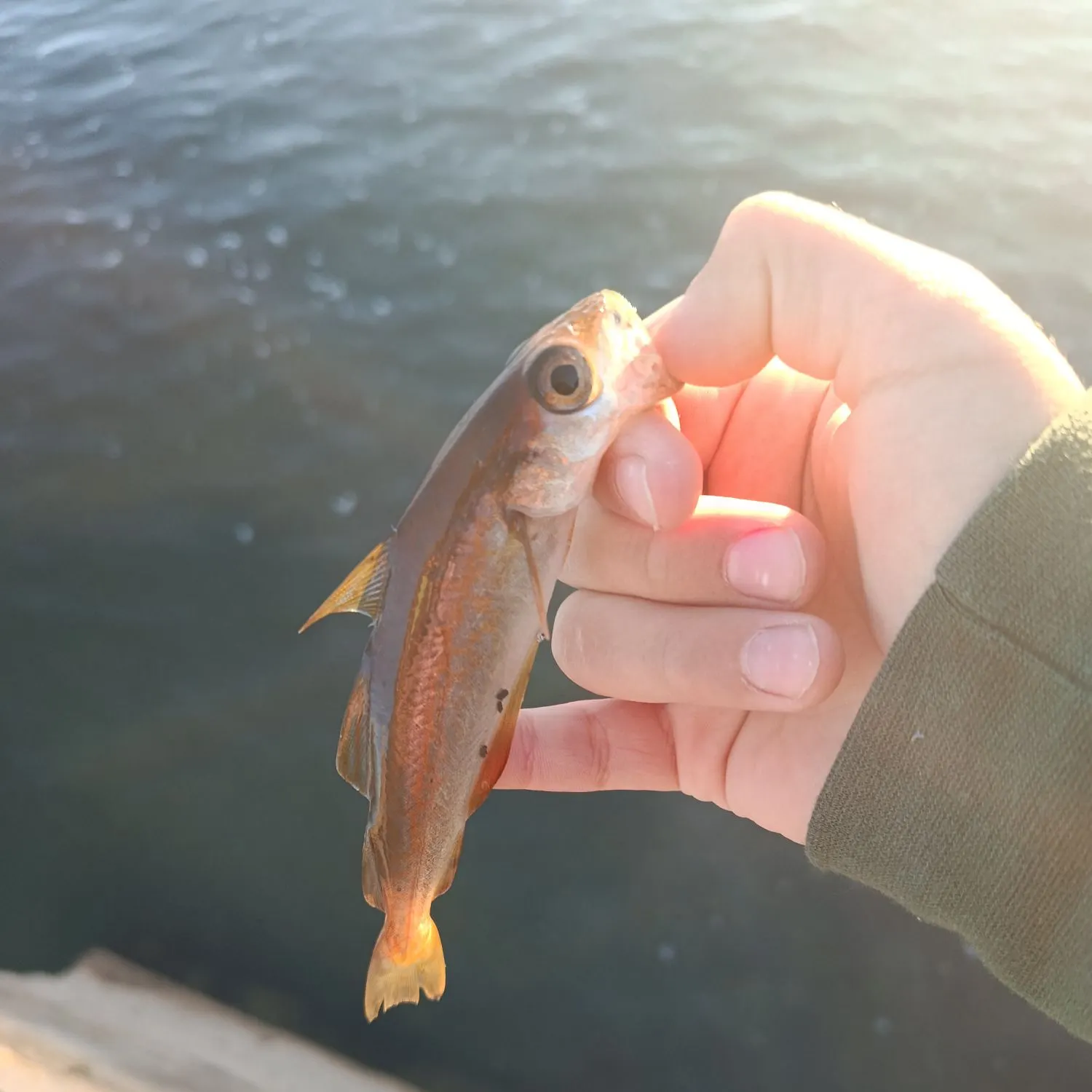 Pollack caught on Fishbrain