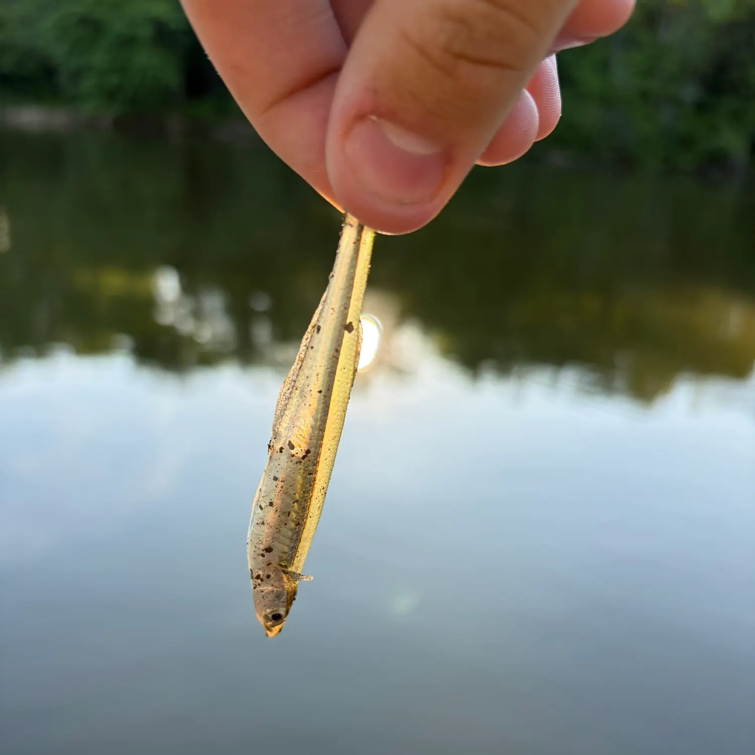 The most recent Emerald shiner catches on Fishbrain