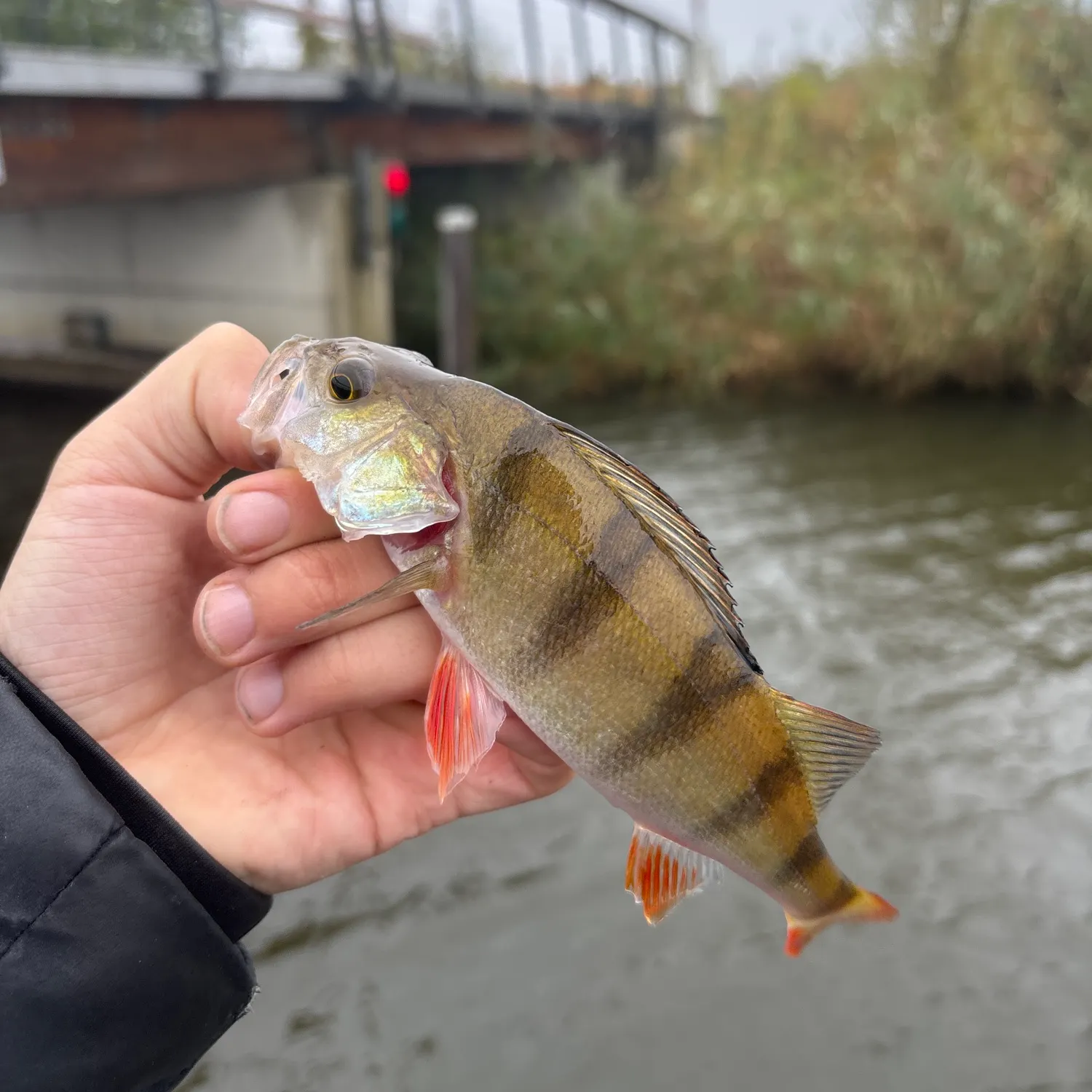 European perch caught on Fishbrain