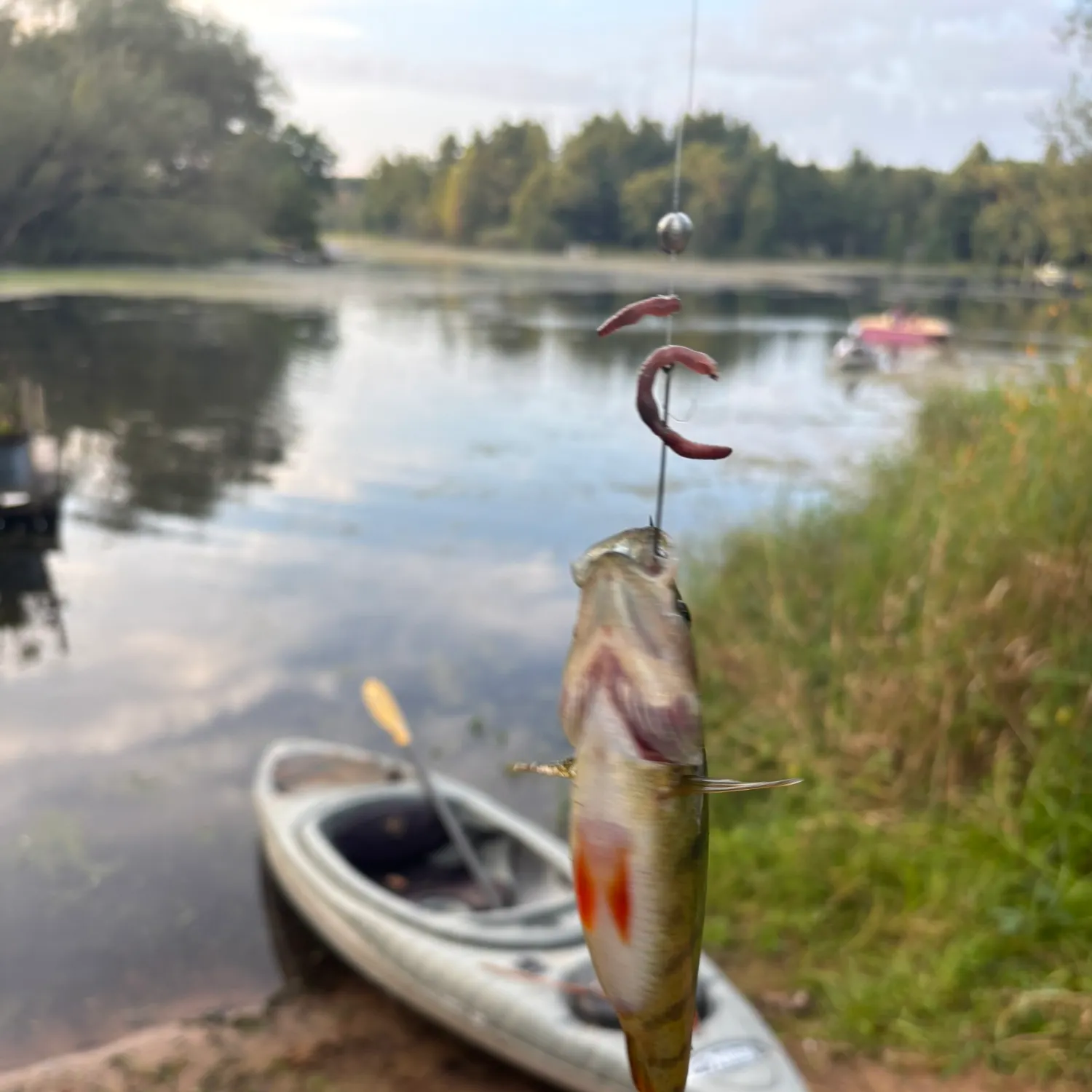 Yellow perch caught on Fishbrain