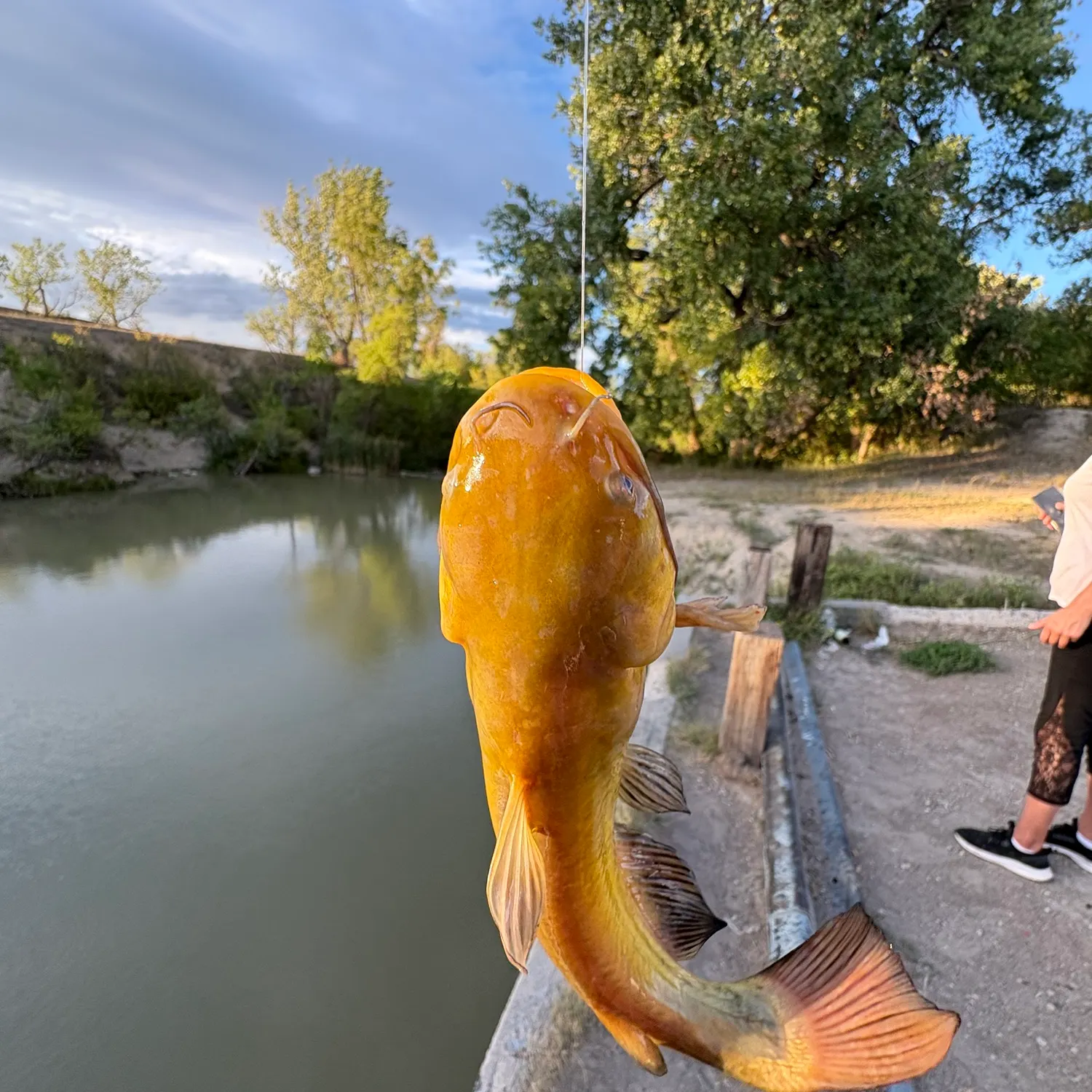 Yellow bullhead caught on Fishbrain