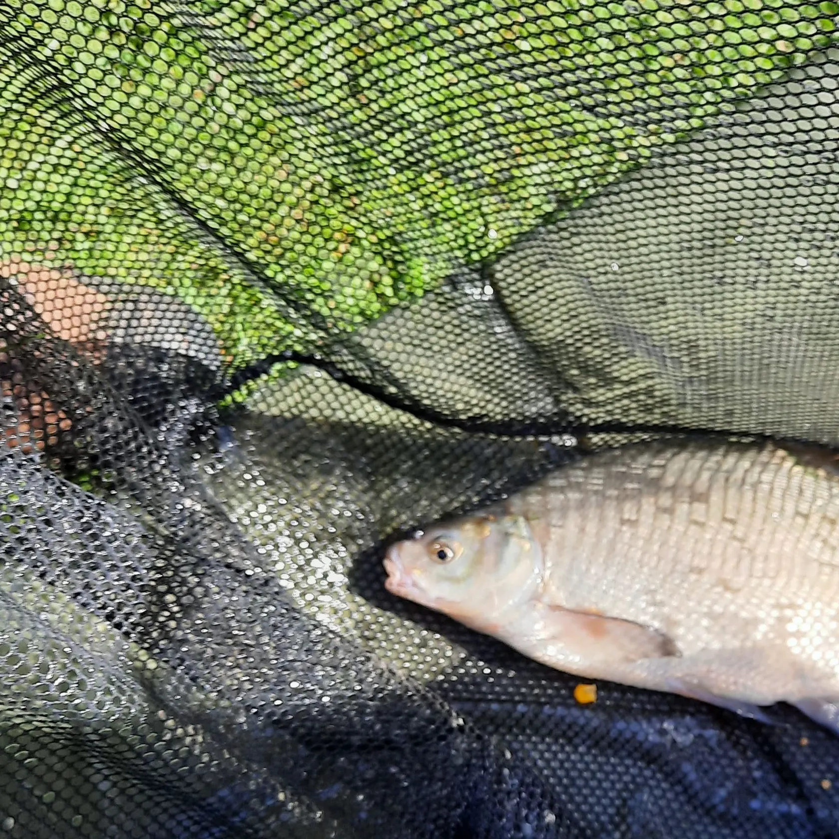 Common bream caught on Fishbrain