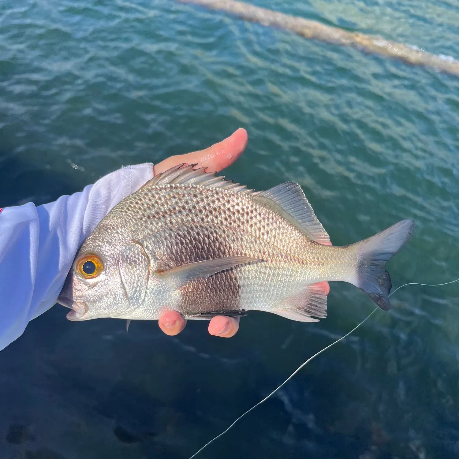 The most recent Black margate catches on Fishbrain