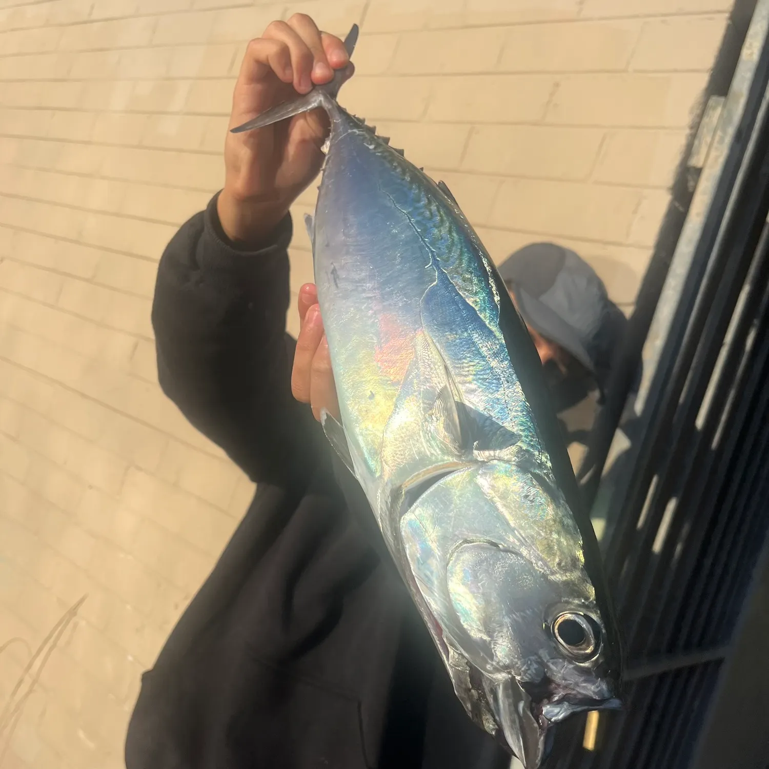 The most recent Frigate tuna catches on Fishbrain