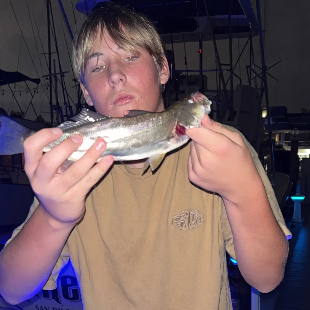 The most recent Shortfin corvina catches on Fishbrain