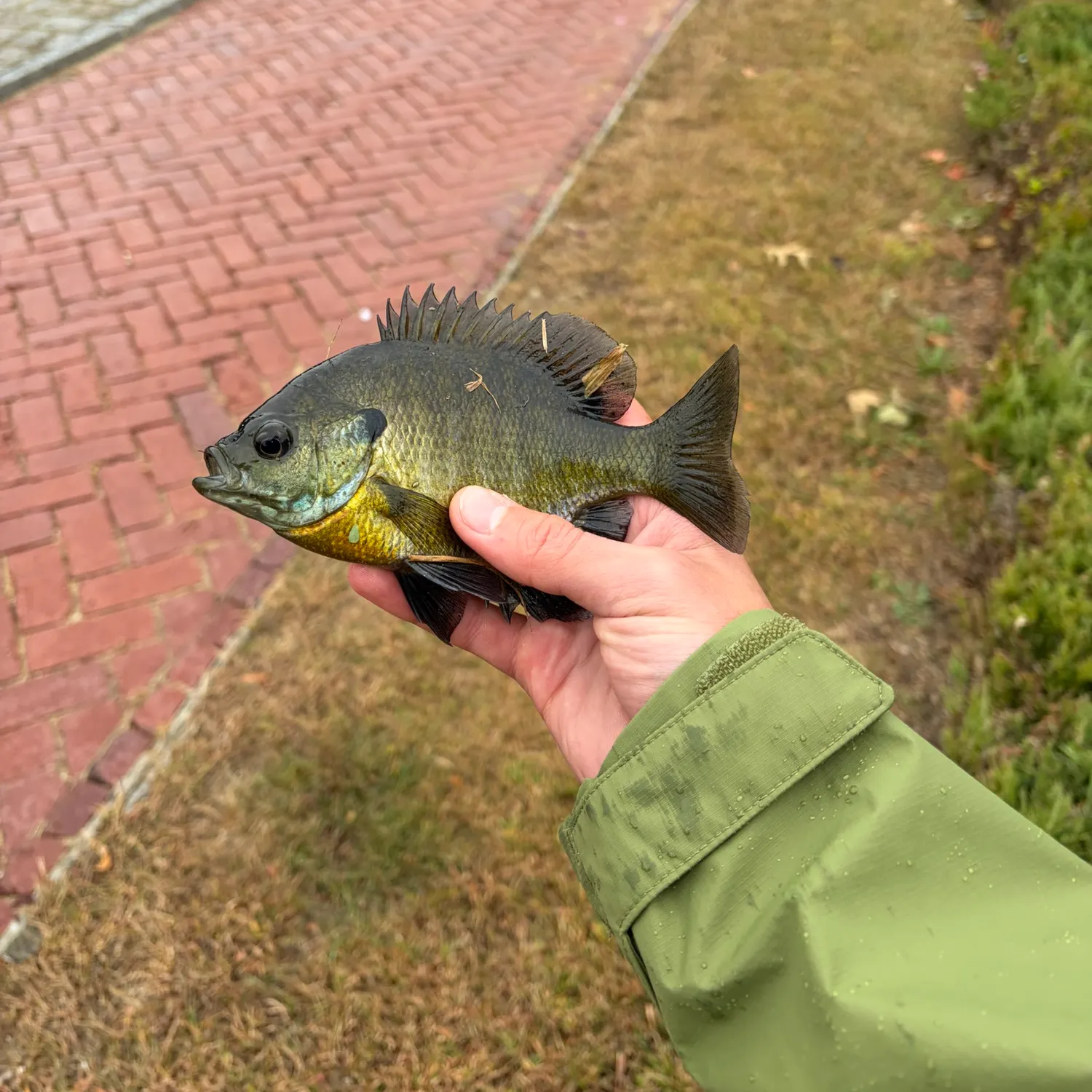 Bluegill caught on Fishbrain