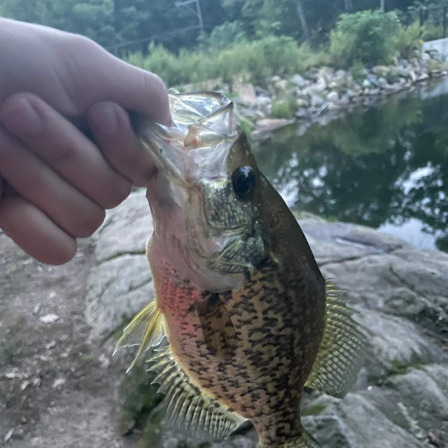 Black crappie caught on Fishbrain