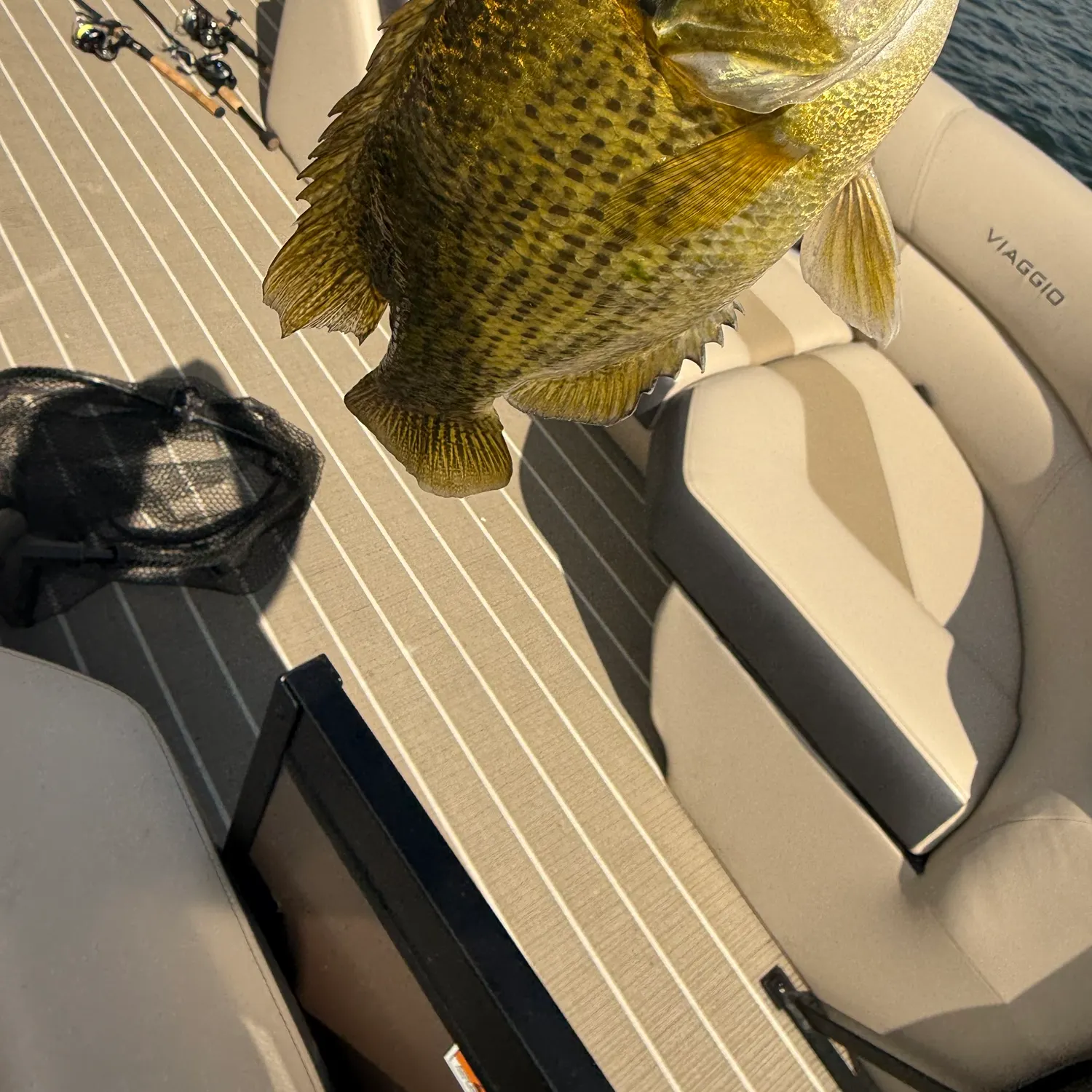 Rock bass caught on Fishbrain