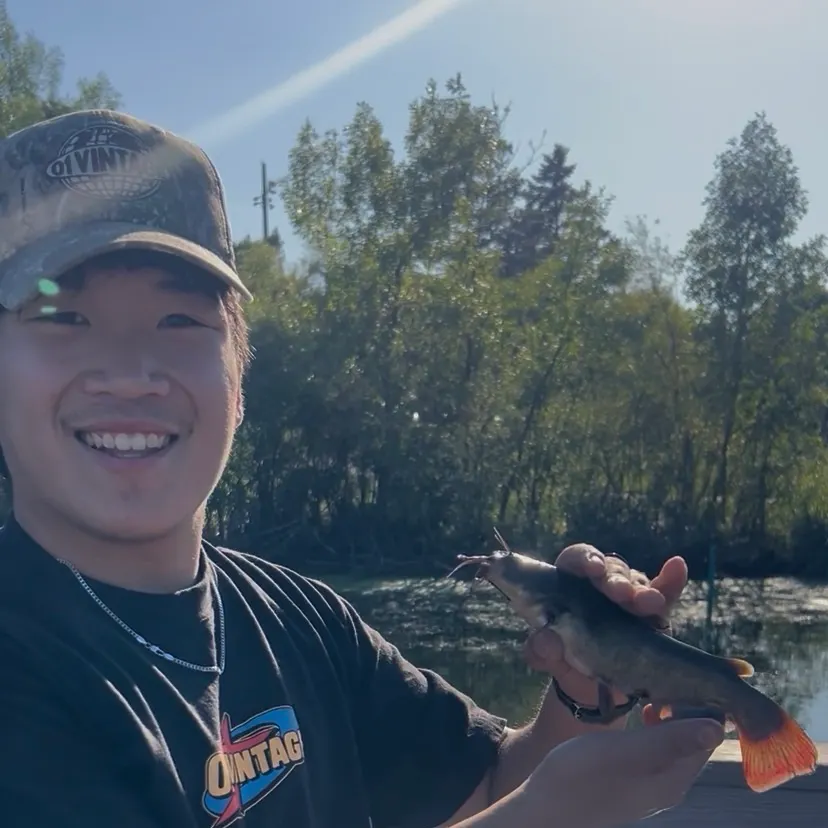 Yellow bullhead caught on Fishbrain