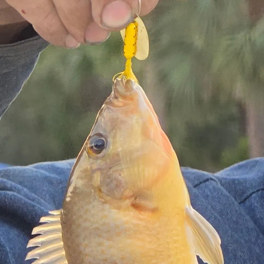 The most recent Mayan cichlid catches on Fishbrain
