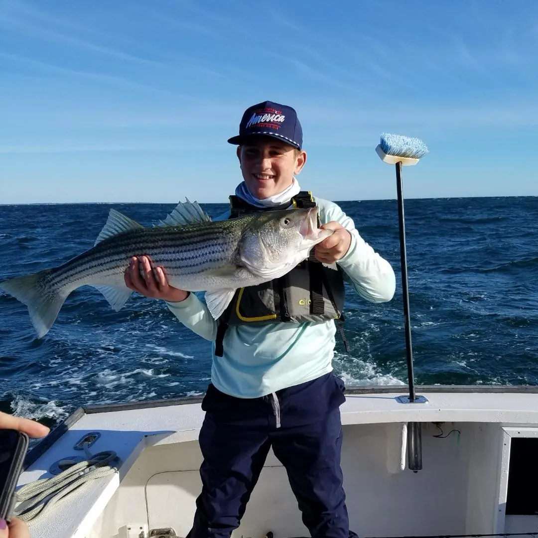 Striped bass caught on Fishbrain
