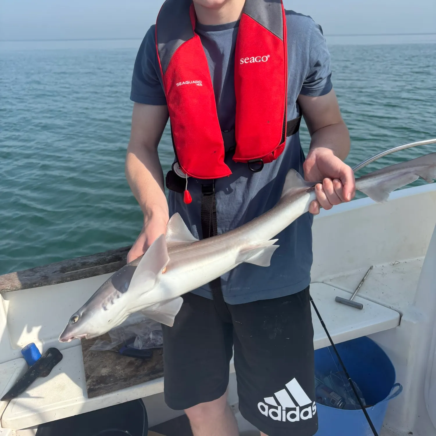 The most recent Starry smooth-hound catches on Fishbrain
